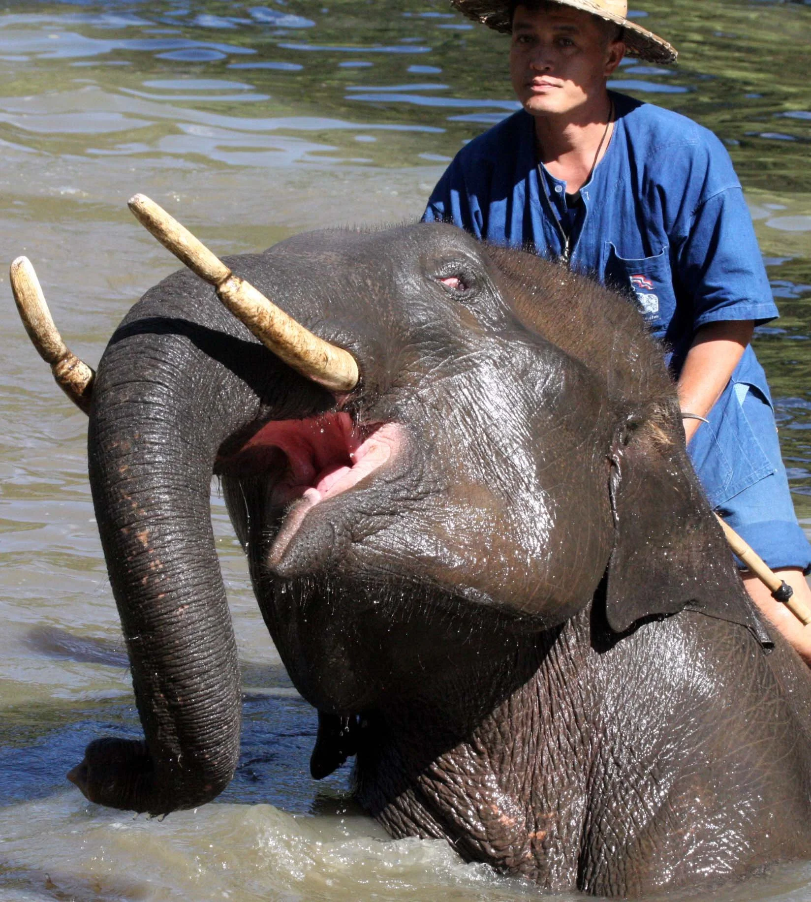 2008 Lampang City & Elephant Center (104).JPG