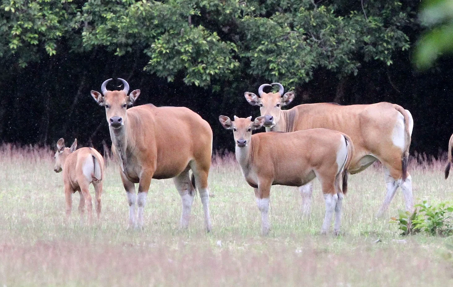 BANTENG - JAVA BANTENG - Bos javanicus javanicus - UJUNG KULON NATIONAL PARK JAVA BARAT INDONESIA (13).JPG