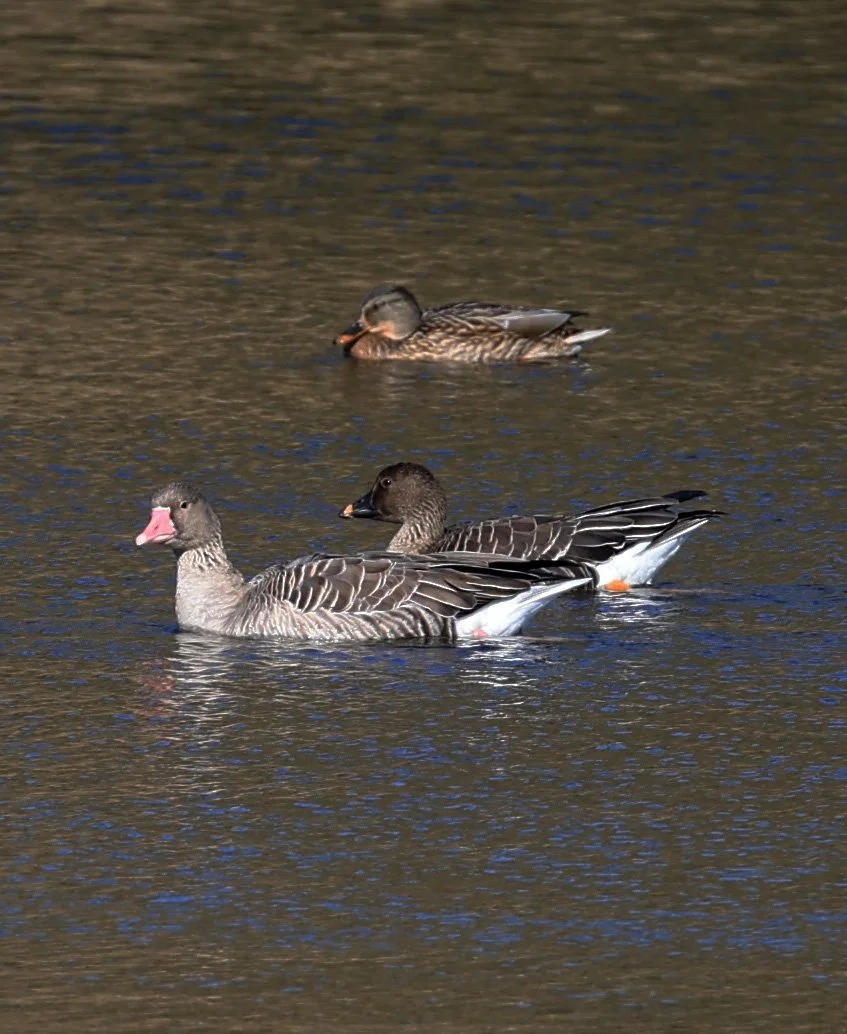 Greylag Goose (Anser anser) & Bean Goose - Shimotonda Sadowaracho Birding Ponds Miyazaki Kyushu Japan (8).jpg