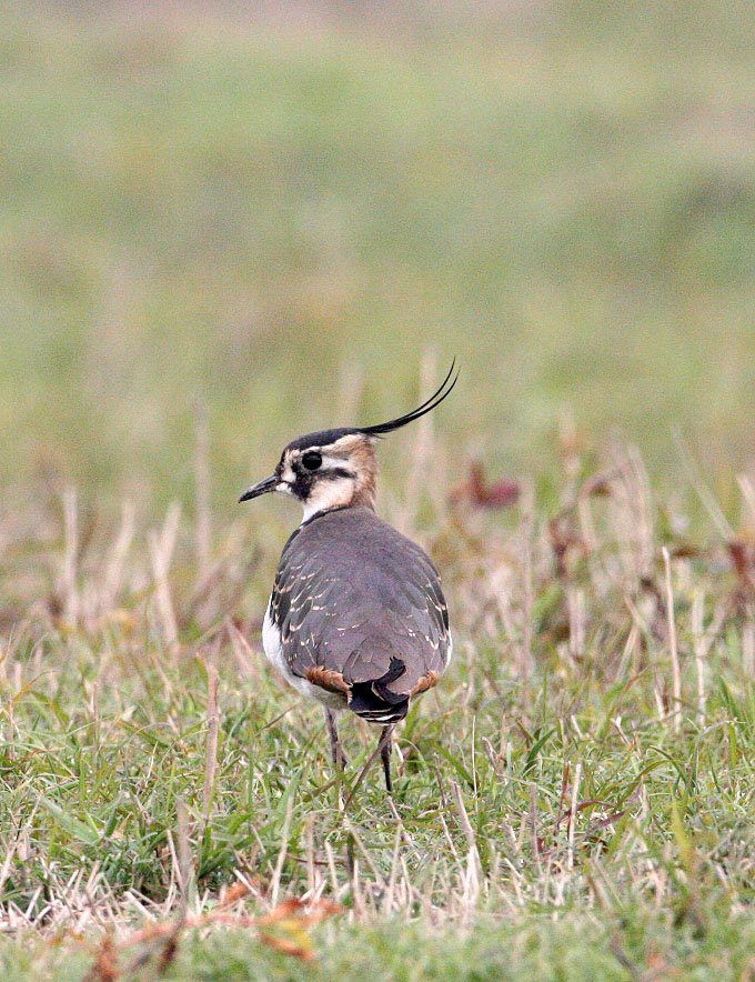 LAPWING - NORTHERN LAPWING - Vanellus vanellus - NANJI HILL RESERVE POYANG LAKE, JIANGXI PROVINCE, CHINA (35).JPG