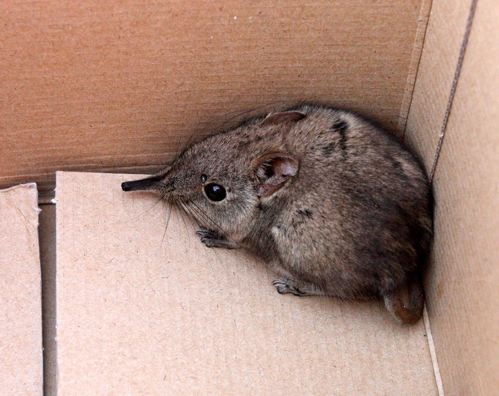 Elephantulus intufi - BUSHVELD ELEPHANT SHREW or BUSHVELD SENGI - ORDER Macroscelidea - KIMBERLY DESERT MARRICK CAMP SOUTH AFRICA (5).JPG
