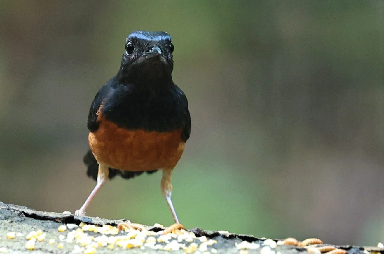 Copsychus malabaricus - WHITE-RUMPED SHAMA - BUKIT TINGGI MALAYSIA JUNE 2022 (2).jpg
