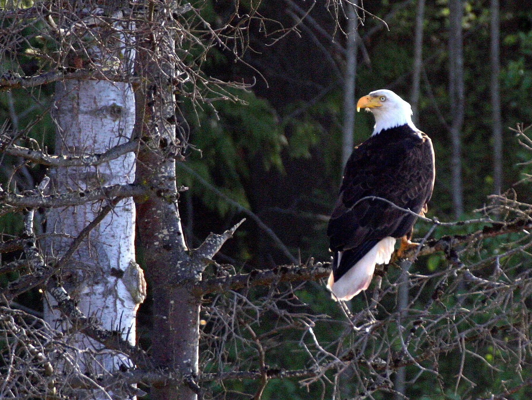 Haliaeetus leucocephalus - AMERICAN BALD EAGLE - LAKE FARM BLUFFS WASHINGTON (155).JPG
