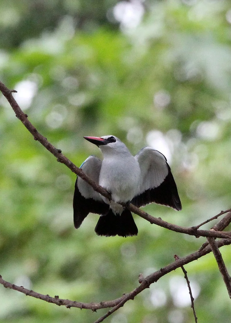 Halcyon senegalensis - WOODLAND KINGFISHER - ZIWAY LAKE ETHIOPIA (6).JPG