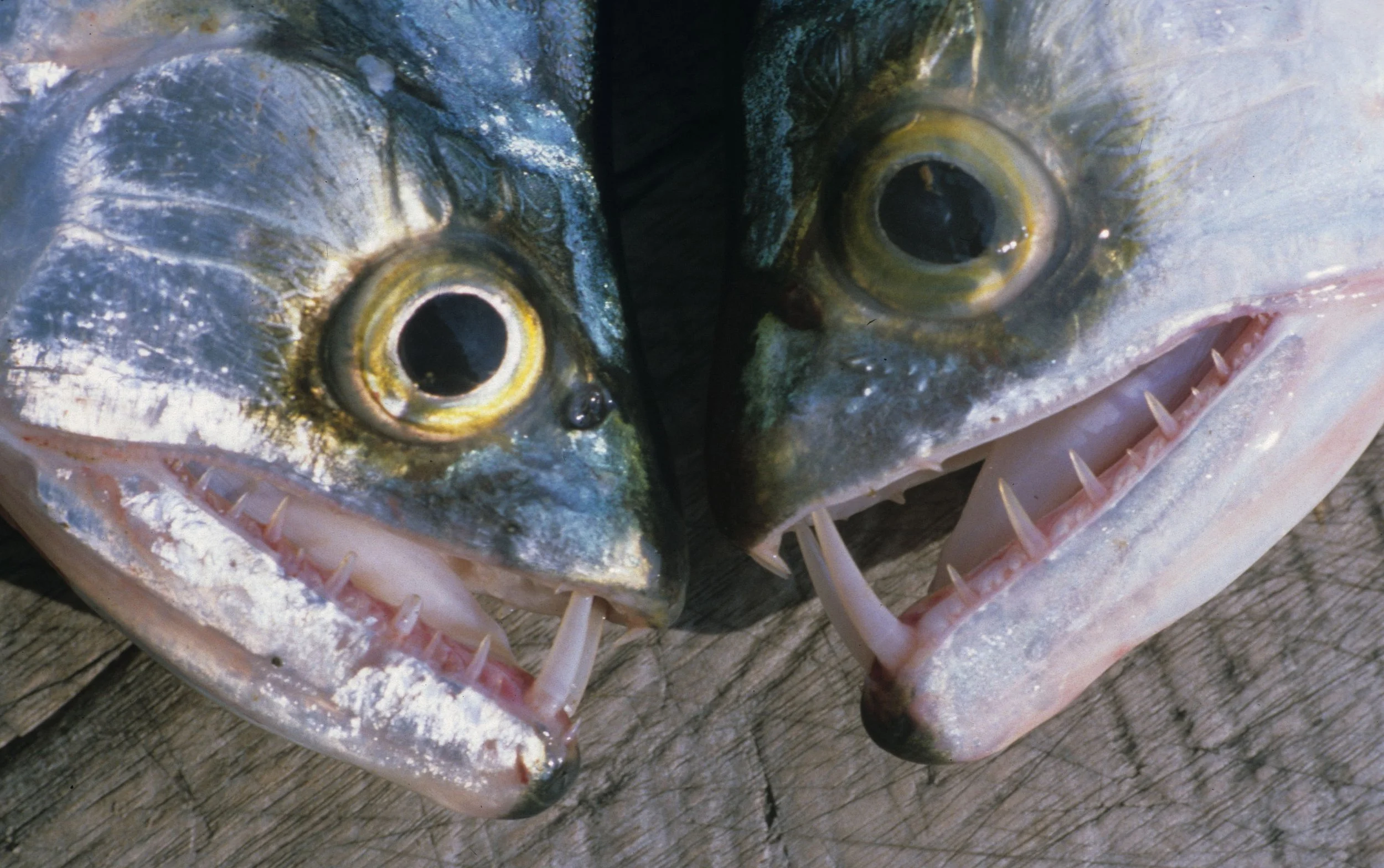Cynodontidae - Payara, Dog Tooth Characin - Hydrolycus scomberoides - Pantanal, Brazil (3).jpg