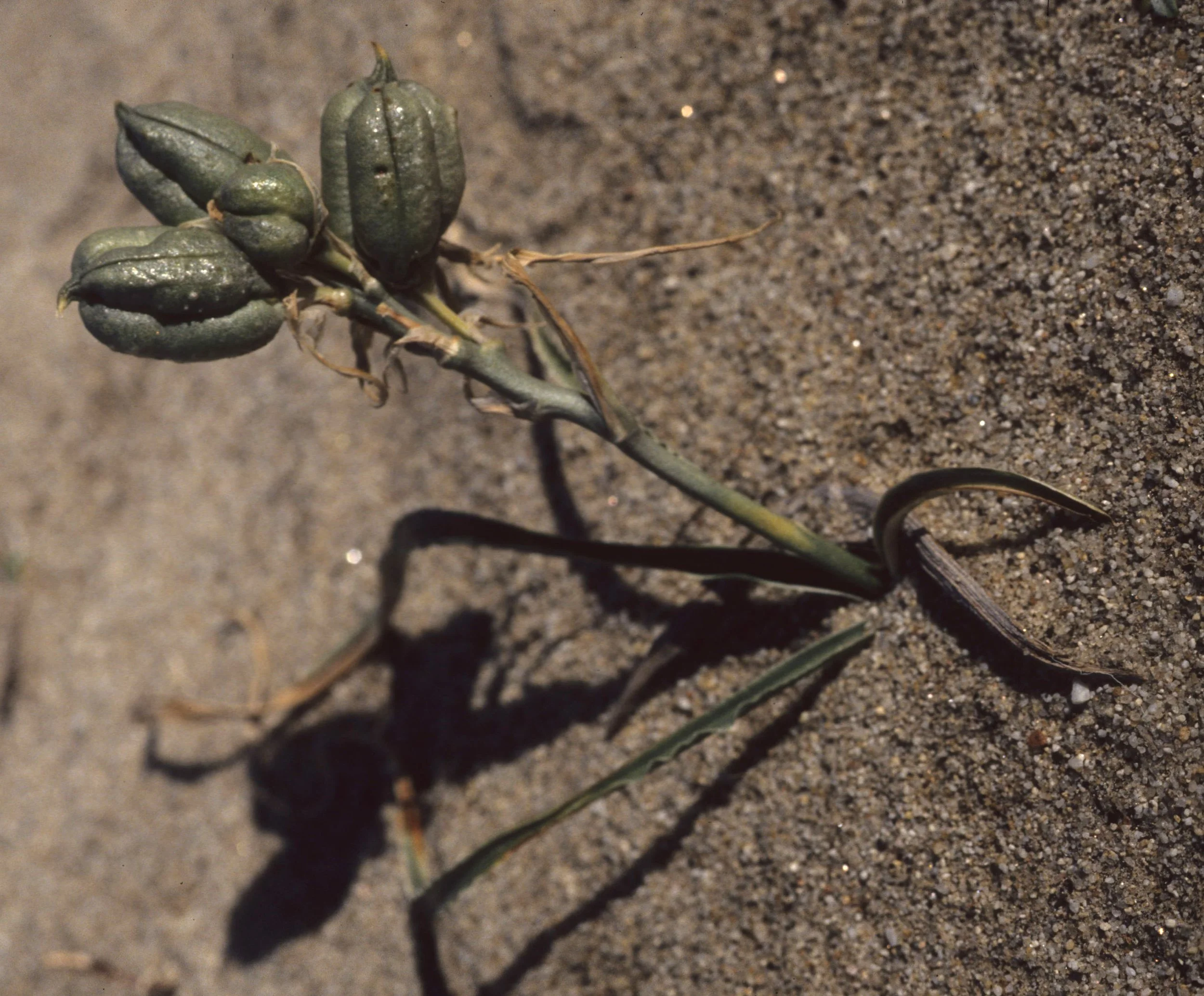 ANZA BORREGO - LILIACEAE - HESPEROCALLIS UNDULATA - DESERT LILY.jpg