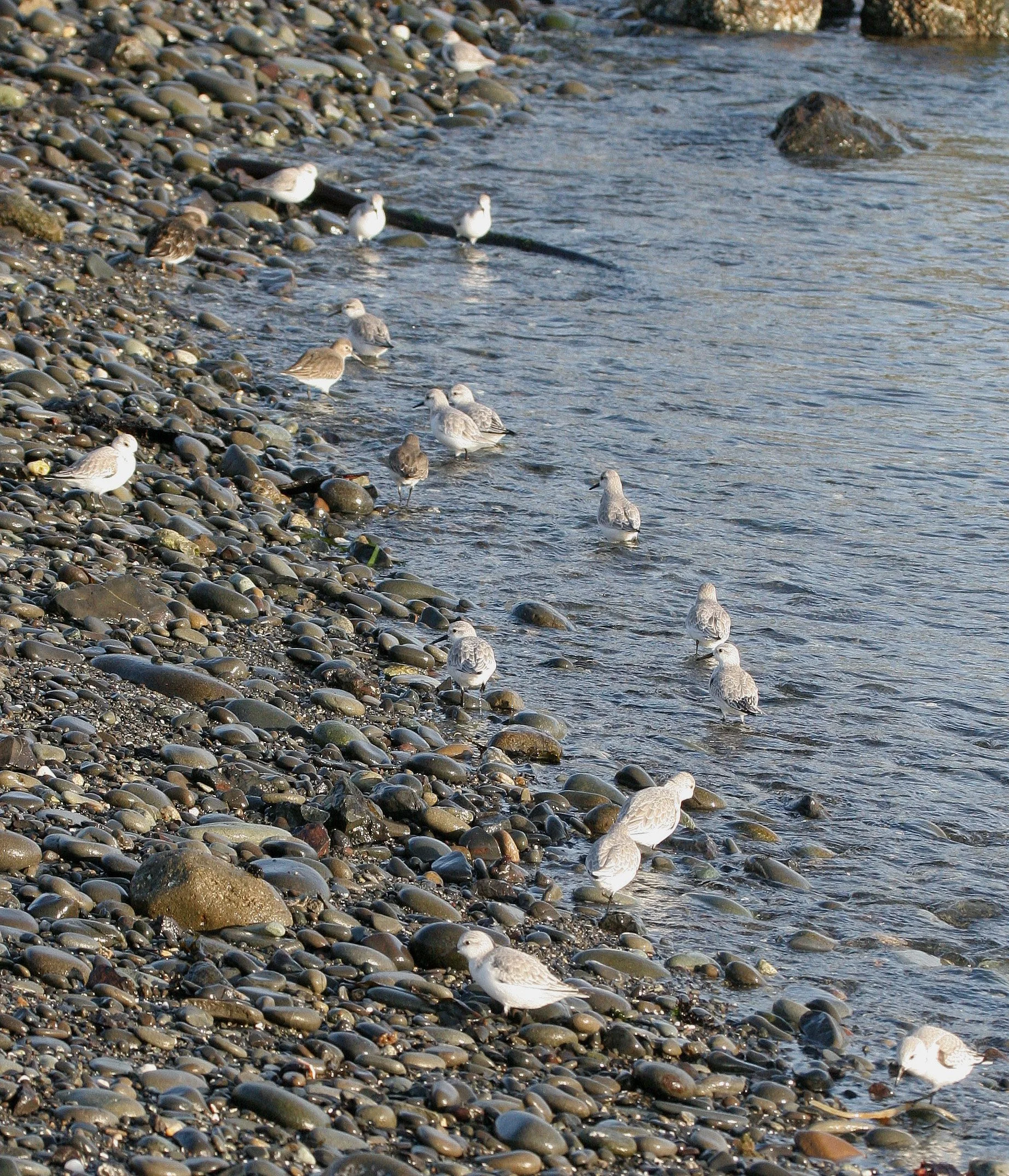 BIRD - SANDERLINGS - EDIZ HOOK PA HARBOR (5).jpg