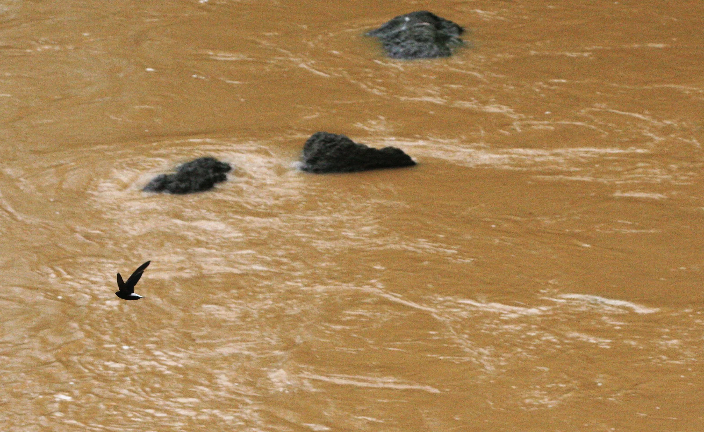 Silver-rumped Swifts (Raphidura leucopygalis) Danum Valley Borneo (1).JPG