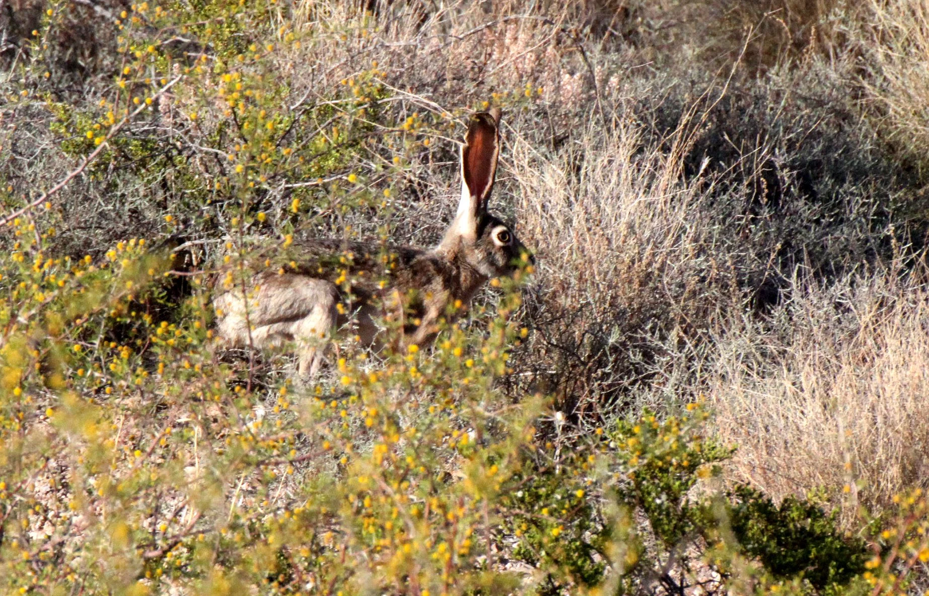 LAGOMORPH - RABBIT - BLACK-TAILED JACK RABBIT - A MOUNTAIN LAS CRUCES NEW MEXICO.JPG