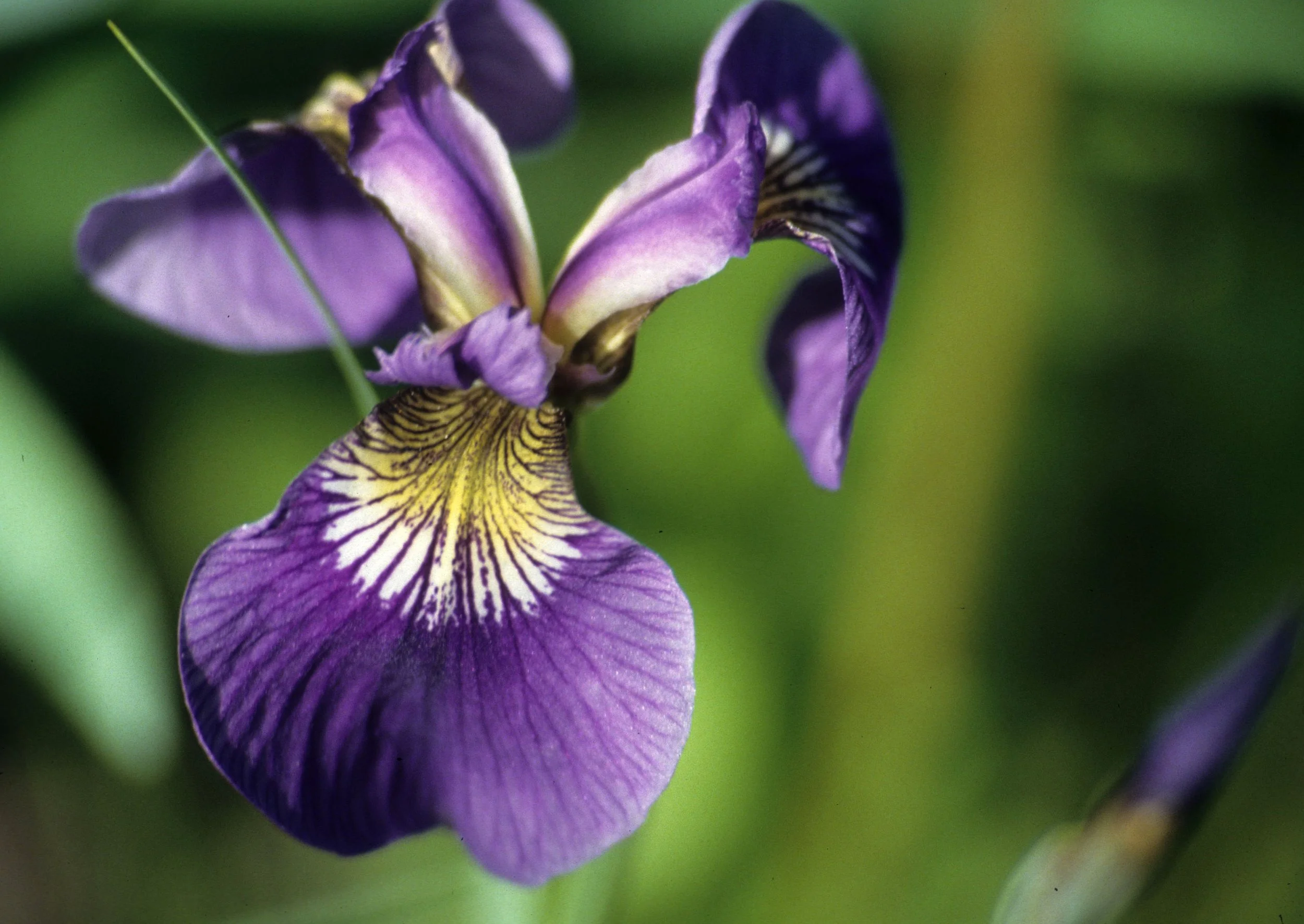 ALASKA - IRIS SETOSA - WILD IRIS.jpg