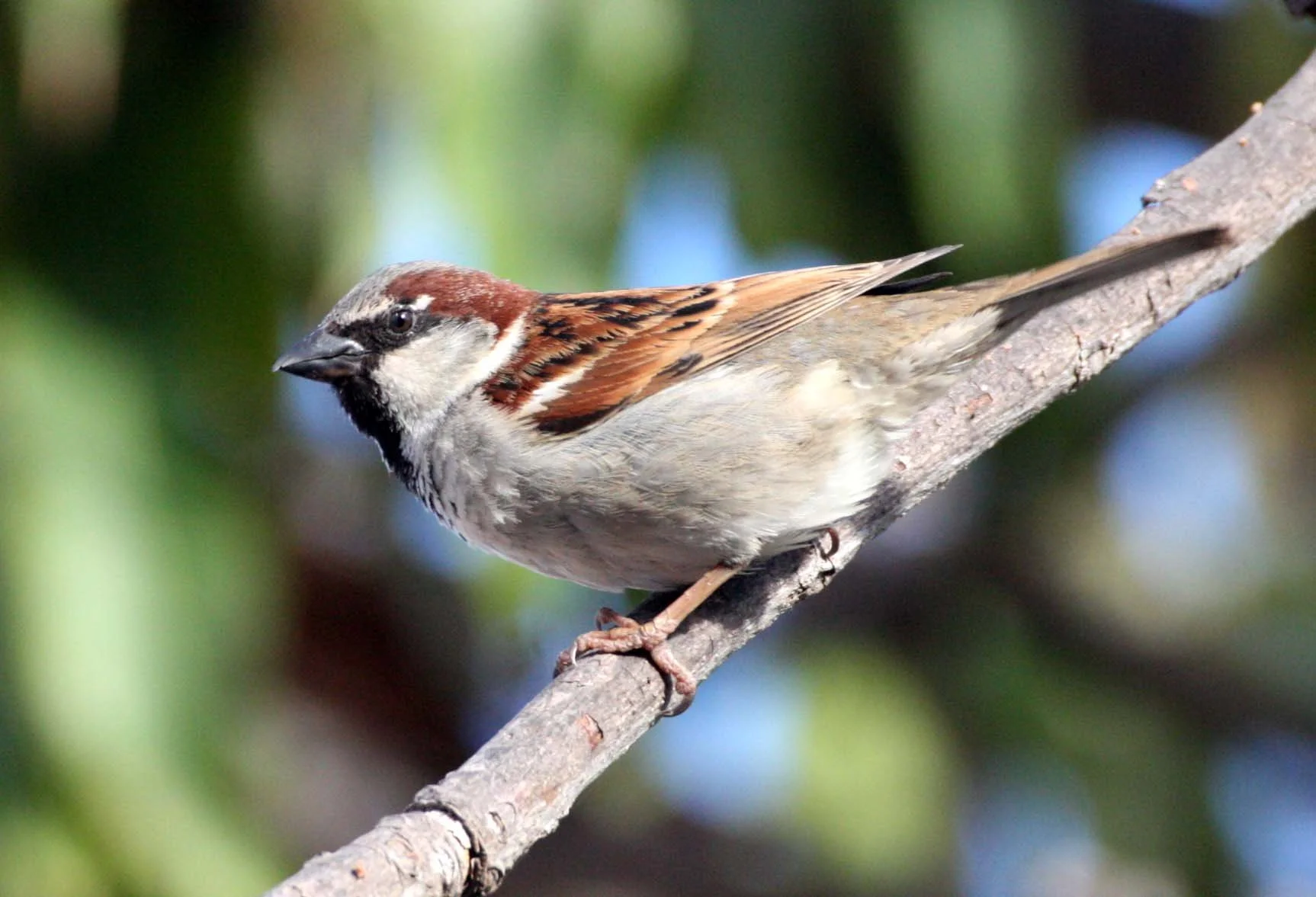 House Sparrow (Passer domesticus) Loreto Baja Mexico