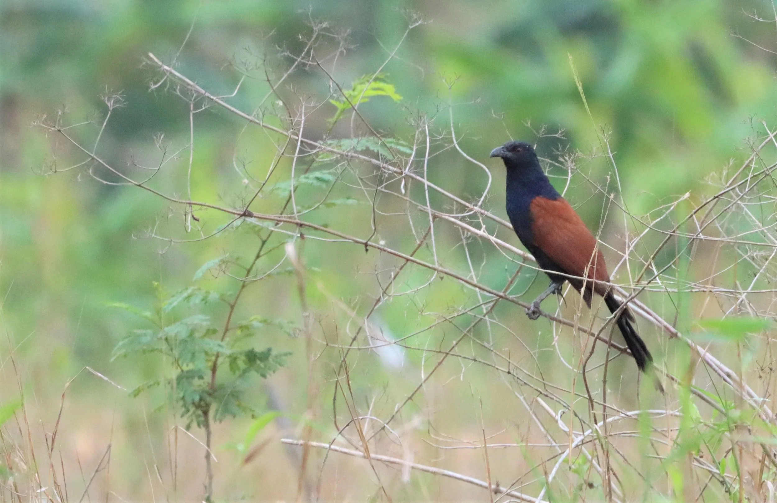 Greater Coucal (Centropus sinensis) Khao Sam Roi Yod NP Thailand (3).jpg