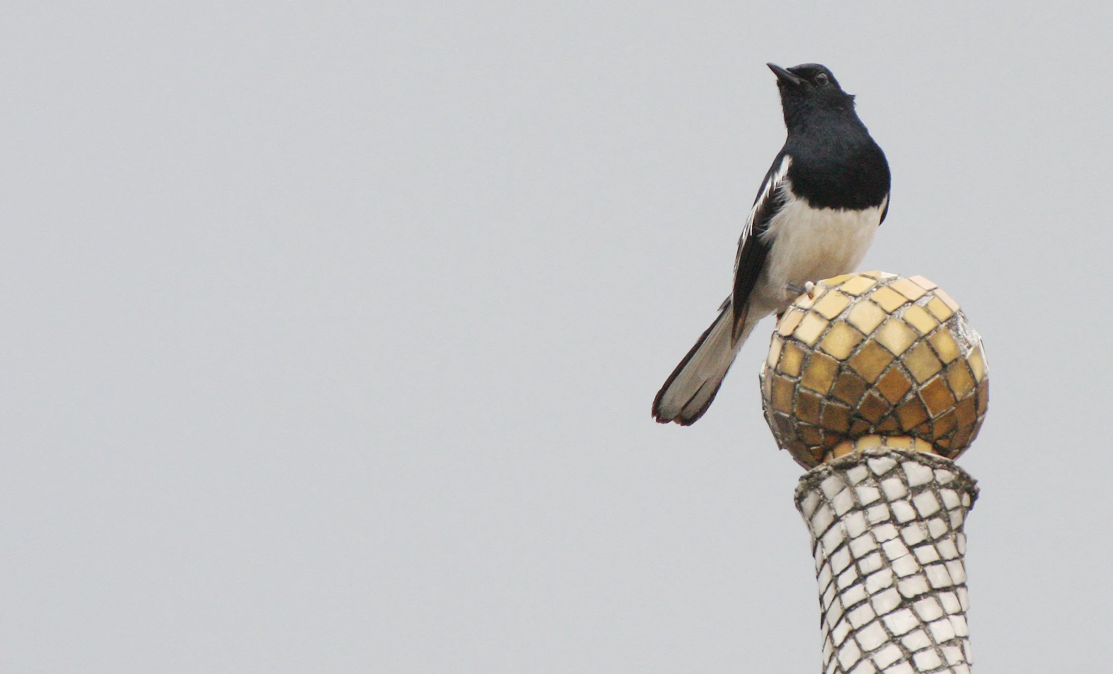 ROBIN - ORIENTAL MAGPIE ROBIN - Copsychus saularis - BANGKOK THAILAND (3).JPG