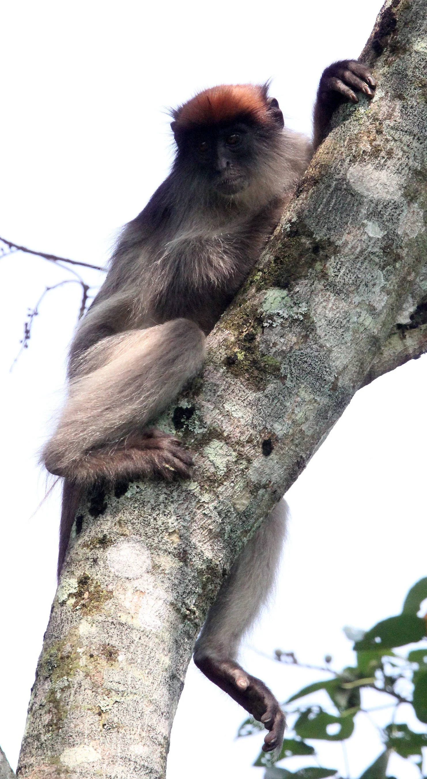 CERCOPITHECIDAE - Piliocolobus tephrosceles - ASHY RED COLOBUS - KIBALE NATIONAL PARK UGANDA BIGODI SWAMP (439).JPG