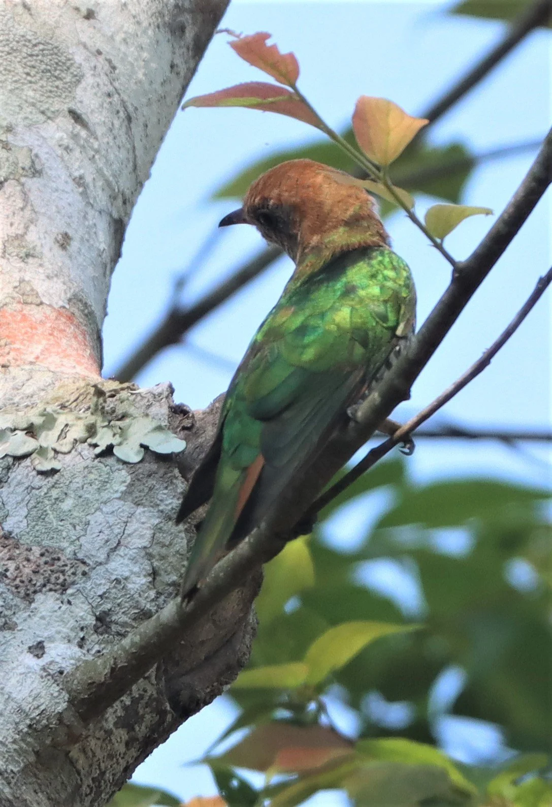 Asian Emerald Green Cuckoo (Chrysococcyx maculatus) Khao Yai NP (8).jpg