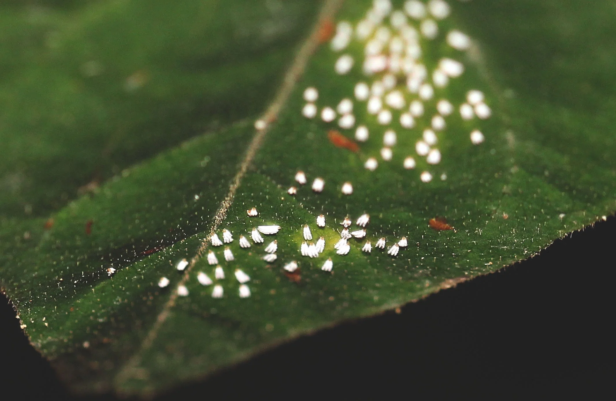 Homoptera - Cottony Cushion Scales? - Koh Lanta, Thailand