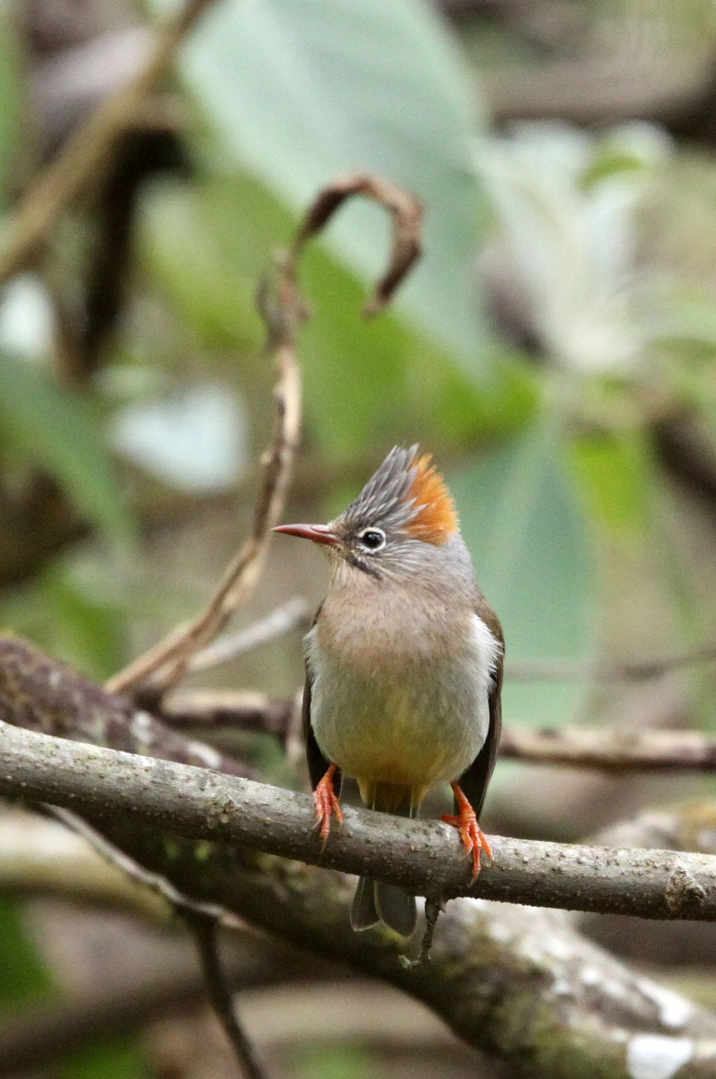Rufous-vented Yuhina (Yuhina occipitalis) Wuliangshan Reserve, Yunnan China (13).JPG