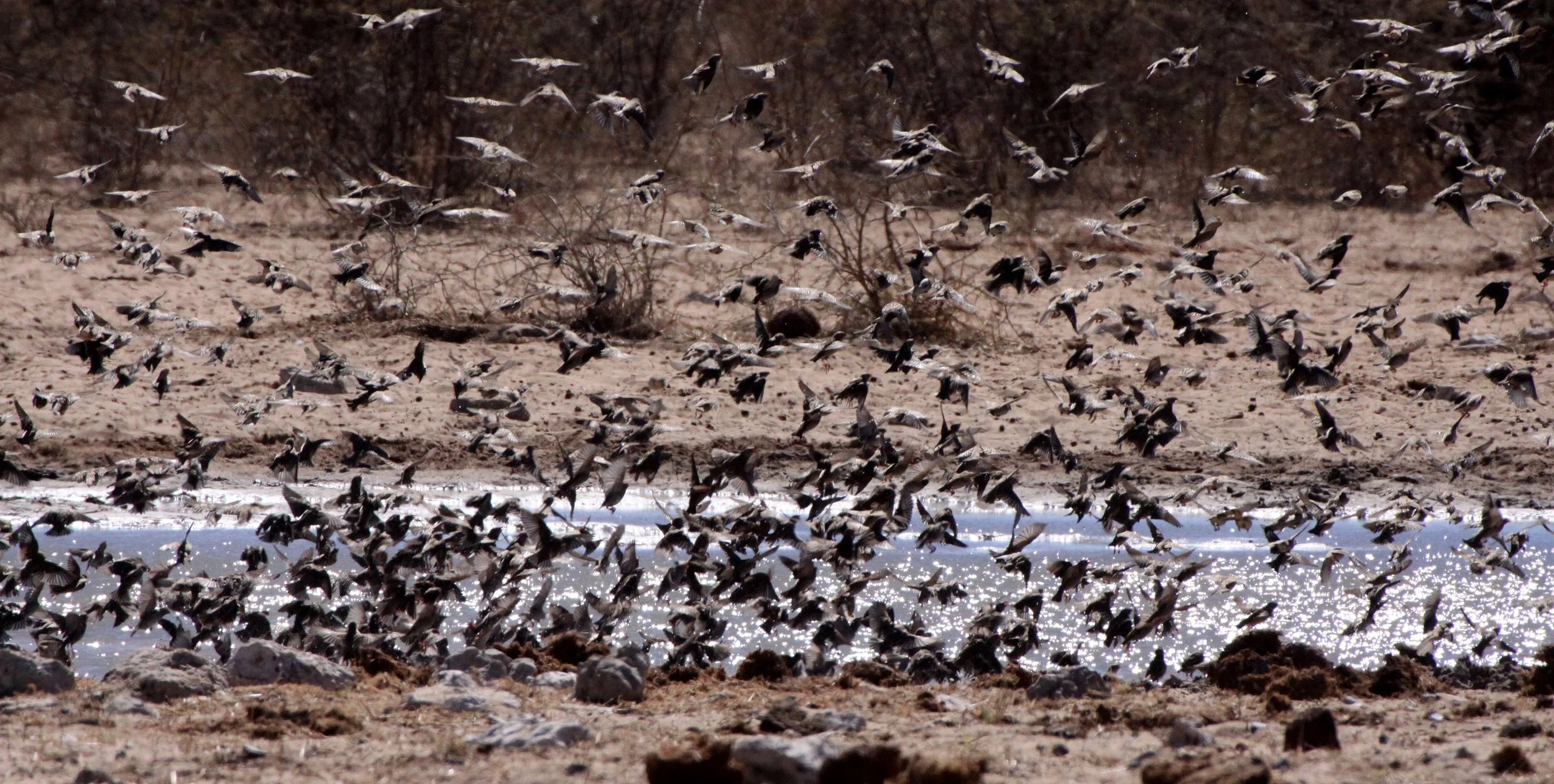 Red-billed Quelea (Quelea quelea) Etosha NP Namibia (4).JPG