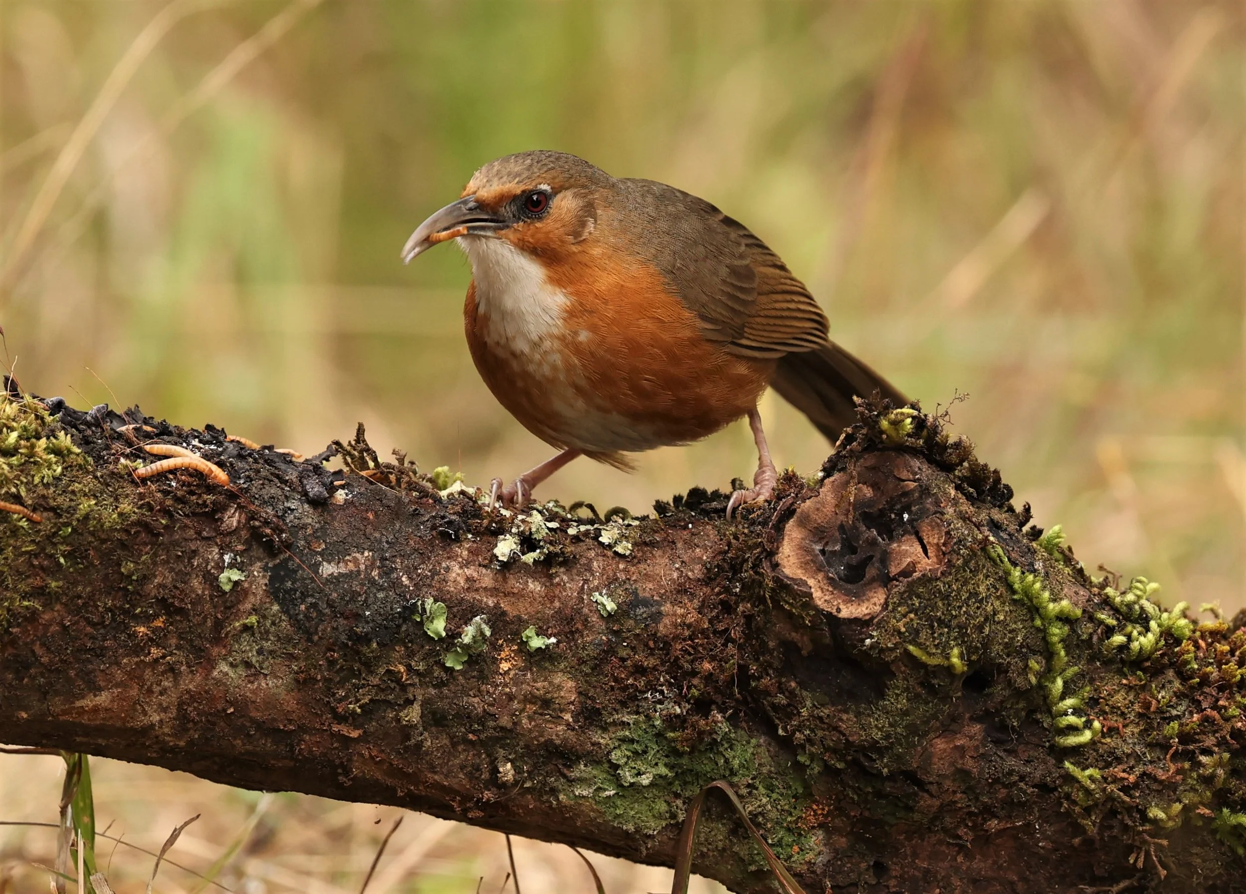 SCIMITAR BABBLER - RUSTY-CHEEKED SCIMITAR BABBLER - Erythrogenys erythrogenys - DOI LANG WEST, DOI PHA HOM POK NP, CHIANG MAI DEC 2021 (32).jpg