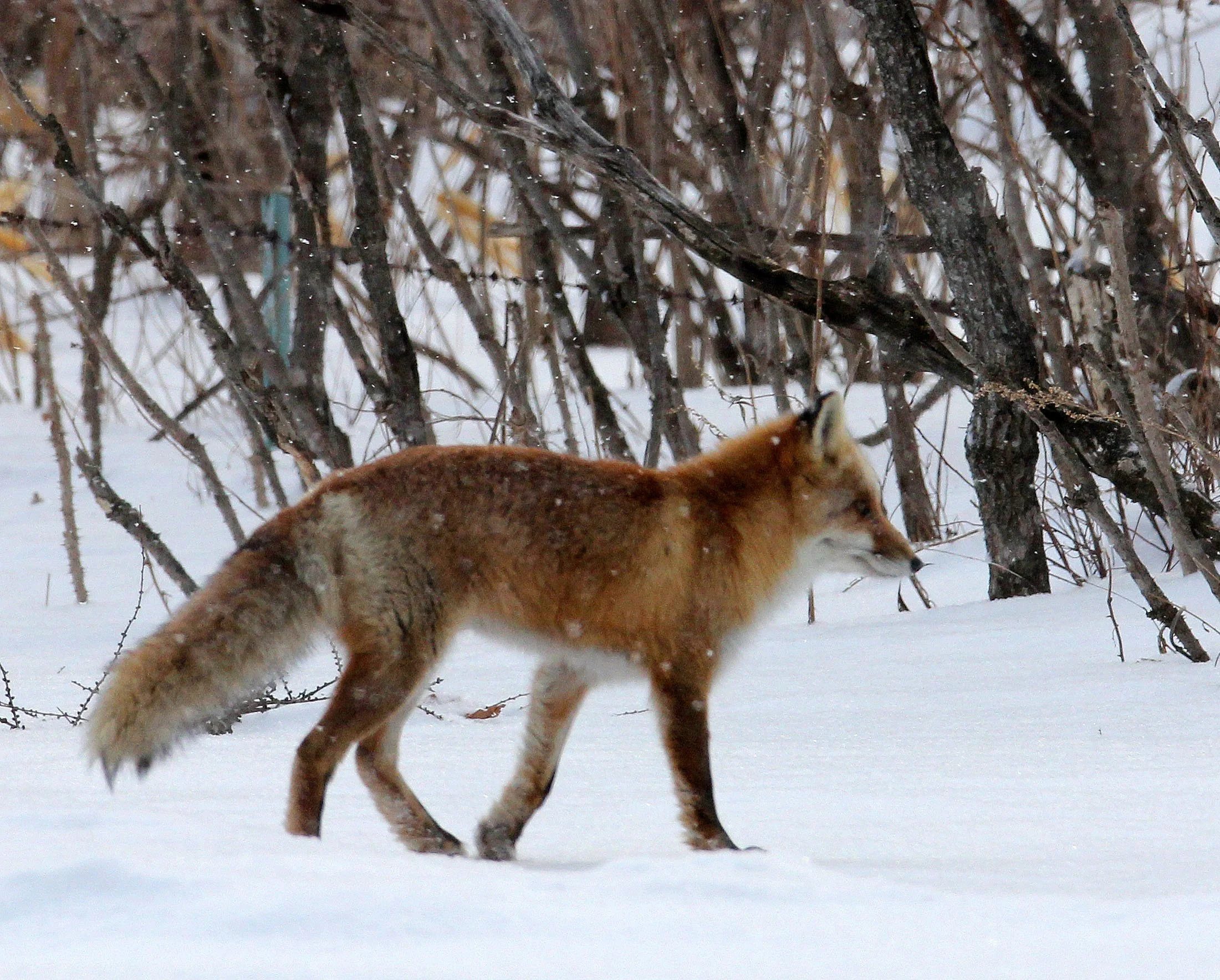 FOX - Vulpes vulpes schrencki - HOKKAIDO RED FOX - TSURUI HOKKAIDO (85).JPG