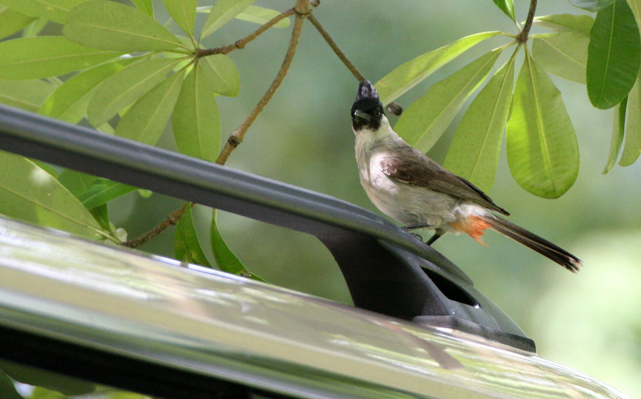 BULBUL - SOOTY-HEADED BULBUL - Pycnonotus aurigaster - HKK THAILAND (2).JPG