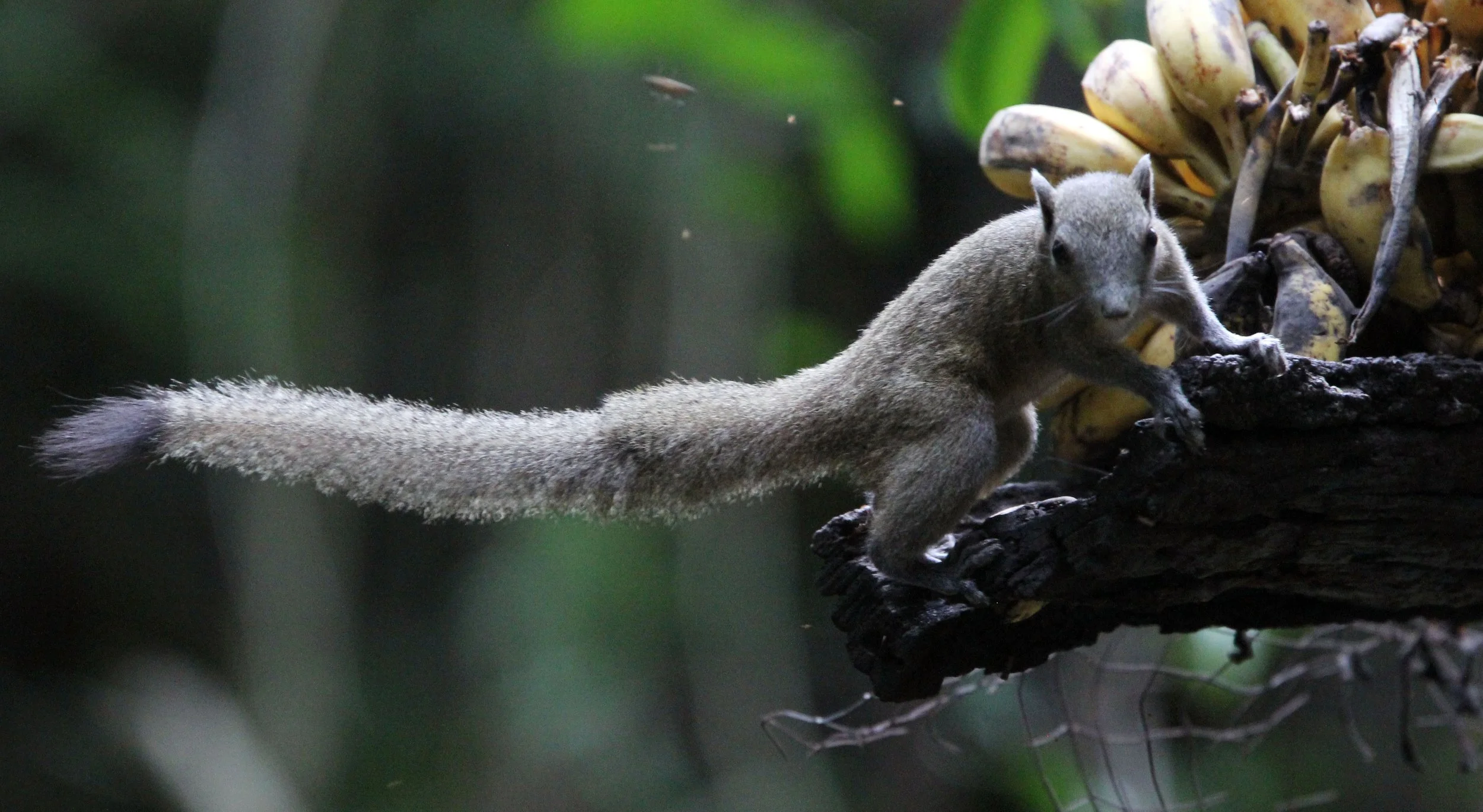 Callosciurus caniceps - GREY-BELLIED SQUIRREL - KAENG KRACHAN NP THAILAND (19).JPG