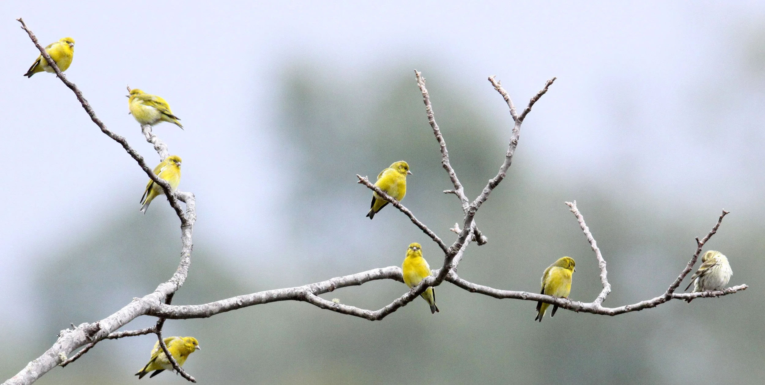 Tibetan Serin or Siskin (Spinus thibetanus) Wuliangshan Nature Reserve, Yunnan China (8).JPG