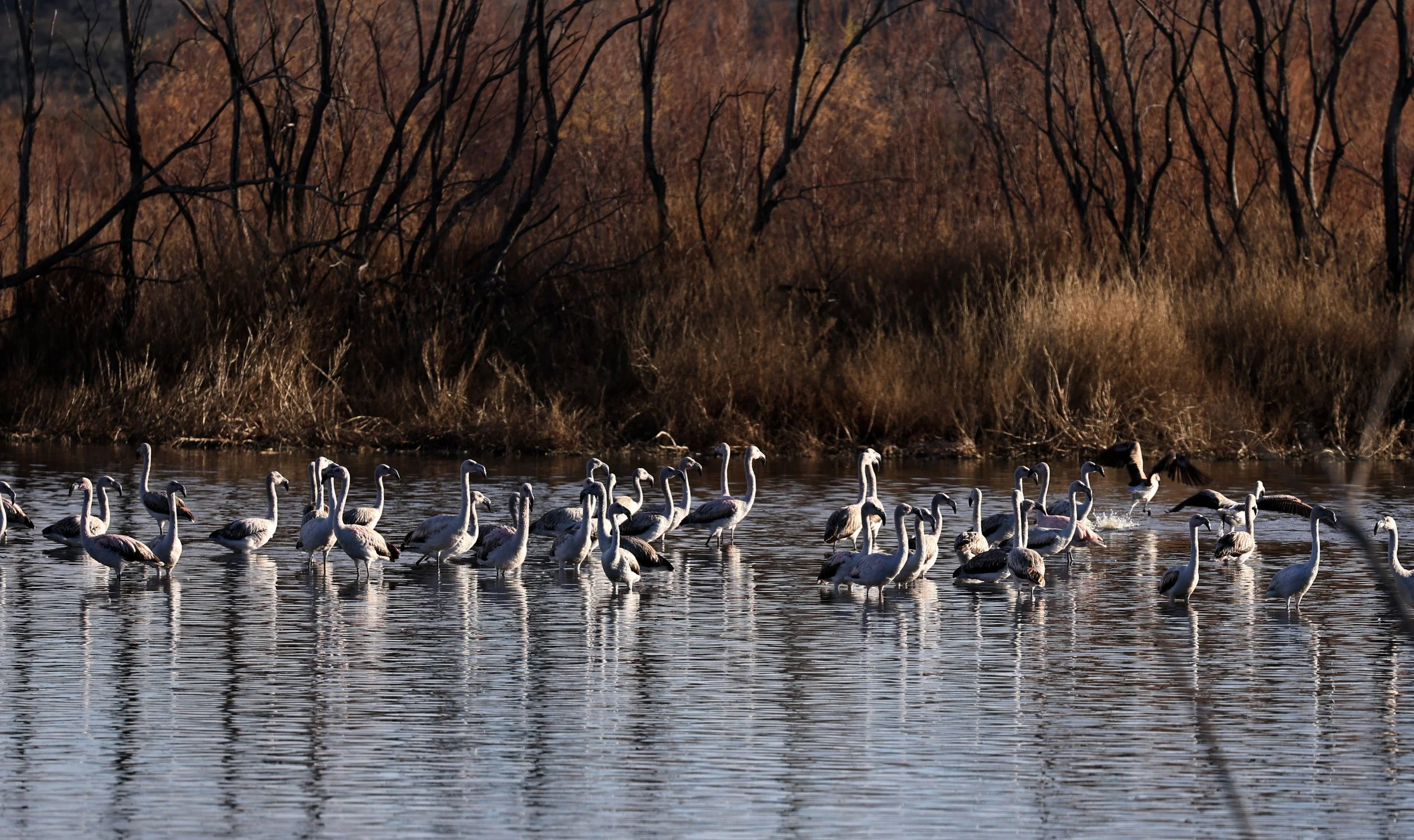 Chilean Flamingo (Phoenicopterus chilensis) Lagunas del Ornitólogo, Trelew Argentina (38).jpg