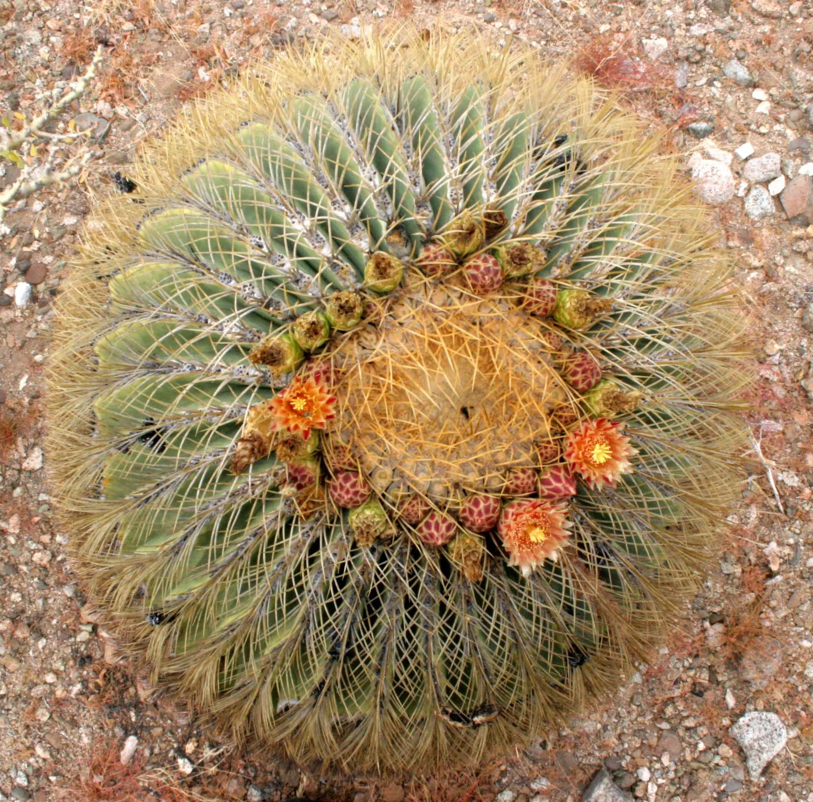 CACTACEAE - FEROCACTUS DIGUESII - ISLA SANTA CATALINA BARREL CACTUS - ISLA CATALINA BAJA MEXICO (23).JPG