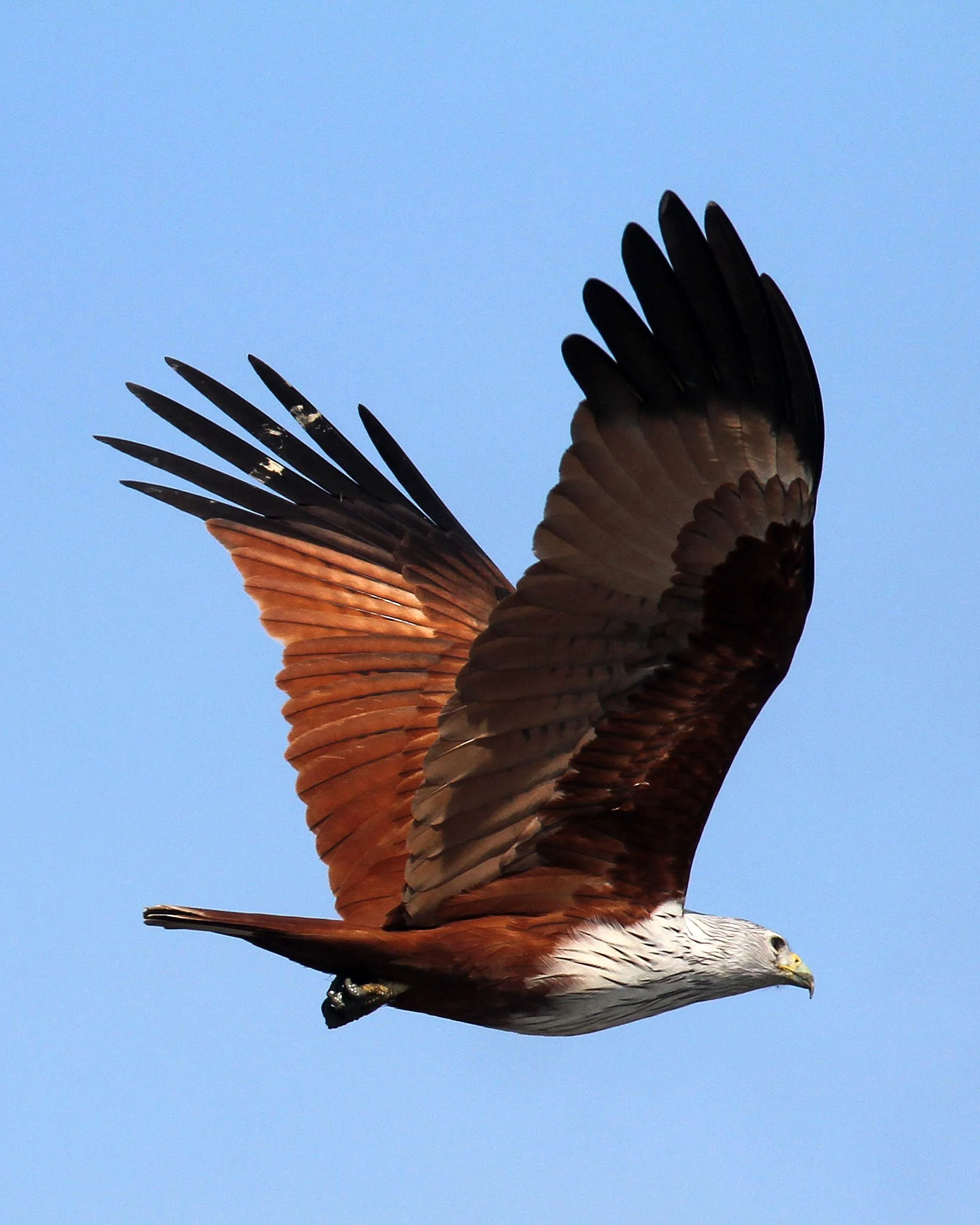 KITE - BRAHMINY KIT - Haliastur indus - PAK THALE LIAM PAK BIA THAILAND (4).JPG