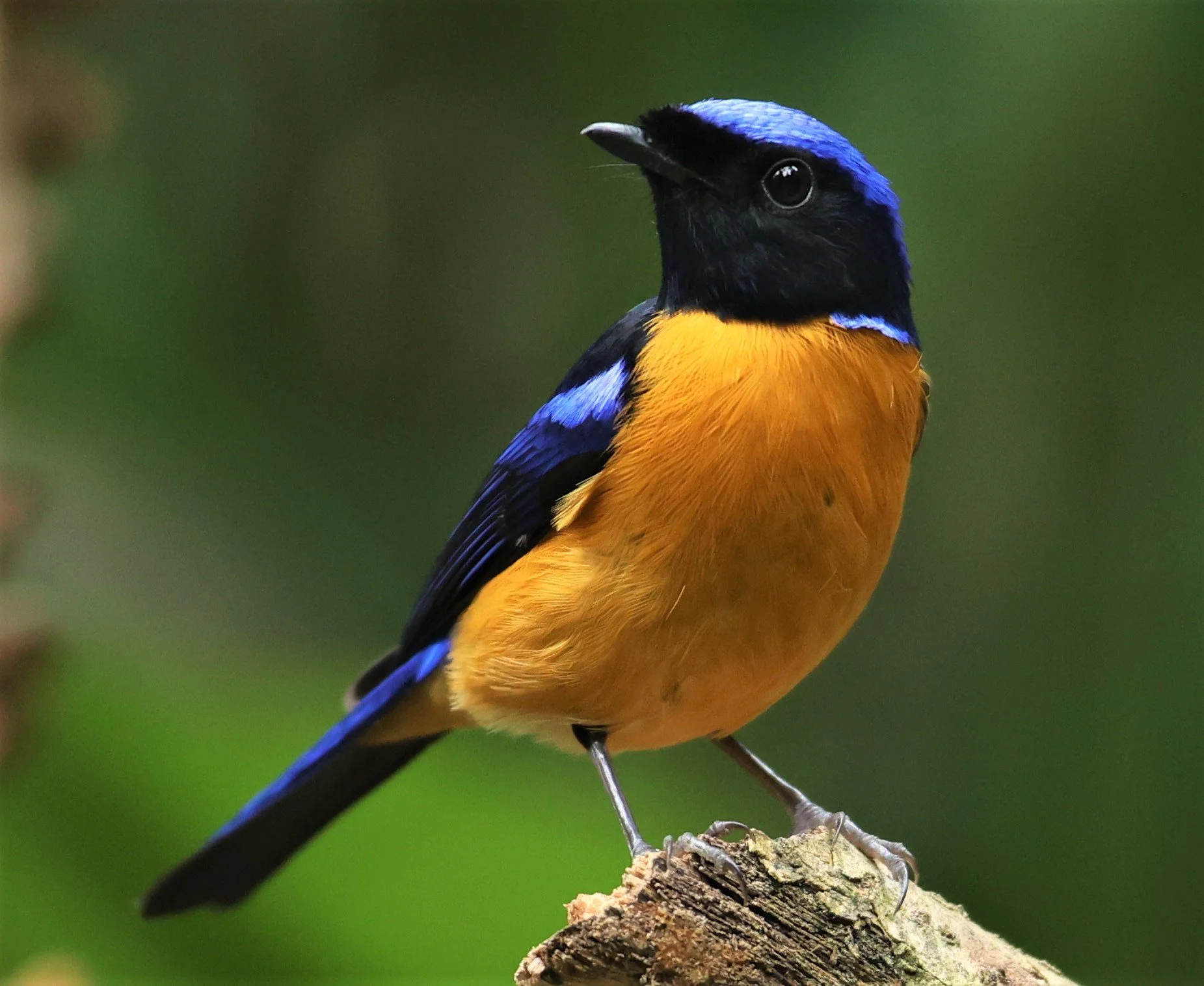 NILTAVA - RUFOUS-BELLIED NILTAVA - Niltava sundar - DOI INTHANON NP CHIANG MAI, DEC 2021 (58).JPG