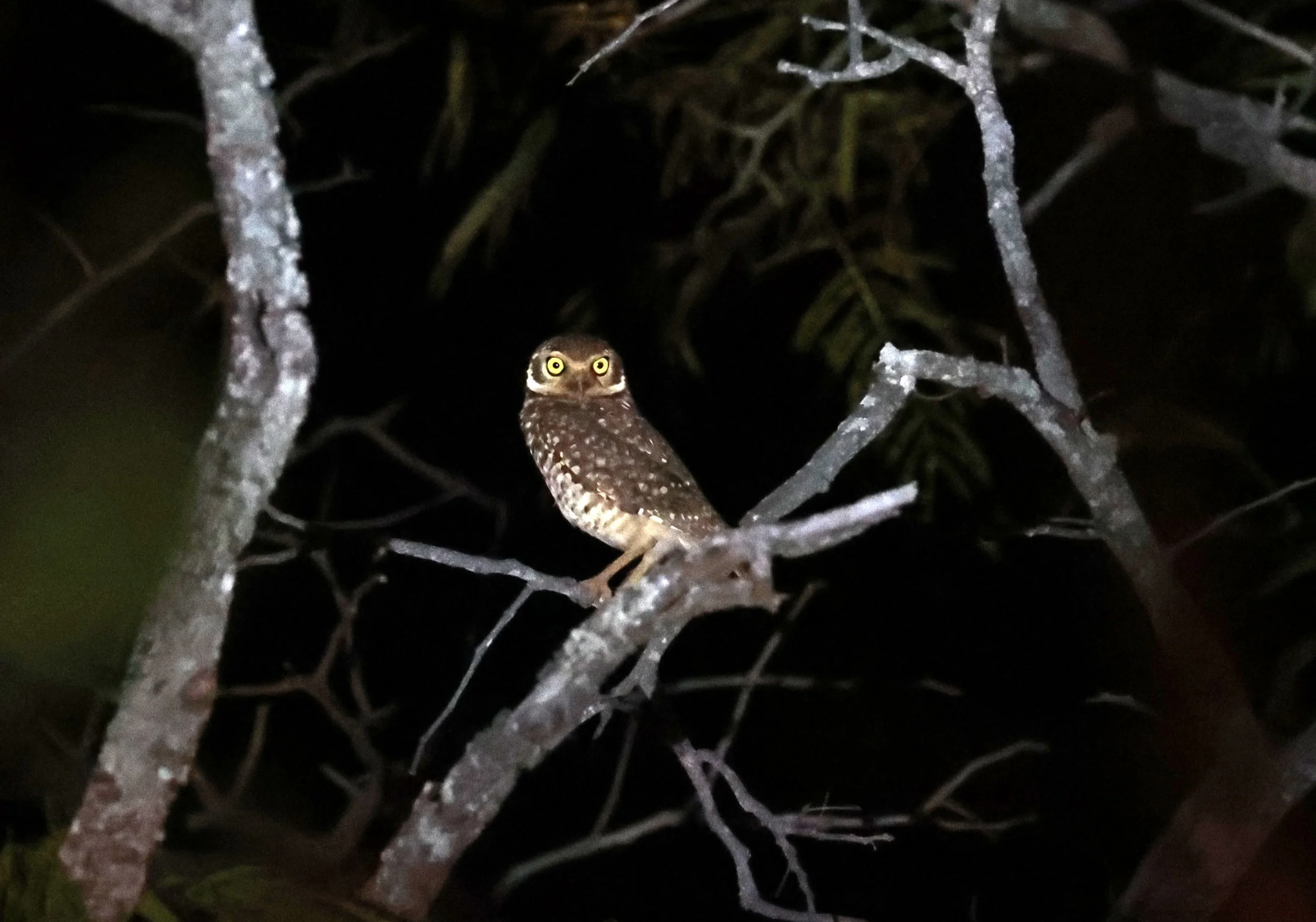Owl - Burrowing Owl - Athene cunicularia - Emas National Park, Goias State, Brazil (2).jpg