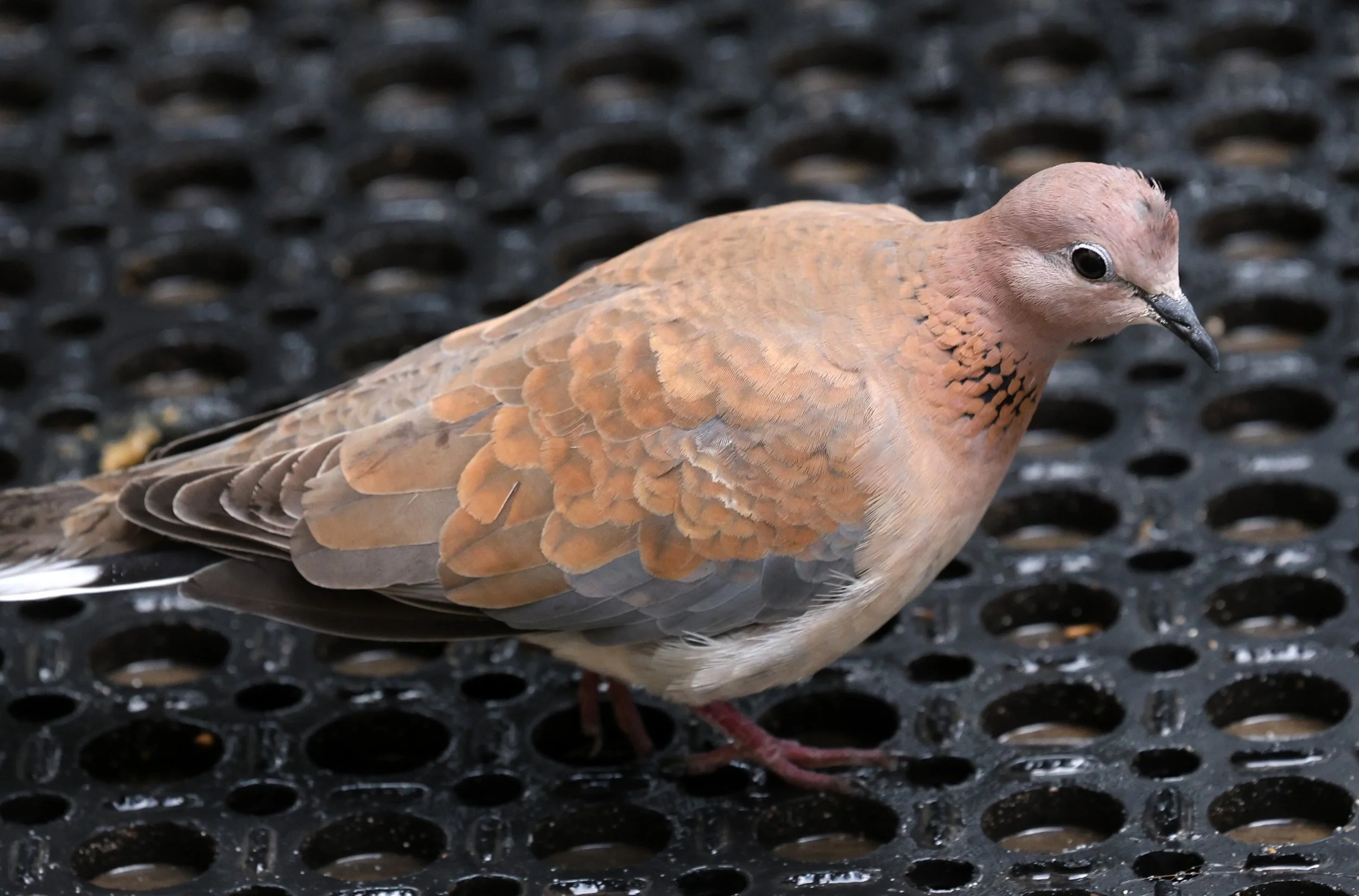 Laughing Dove (Spilopelia senegalensis) Rottnest Island - Western Australia (8).jpg