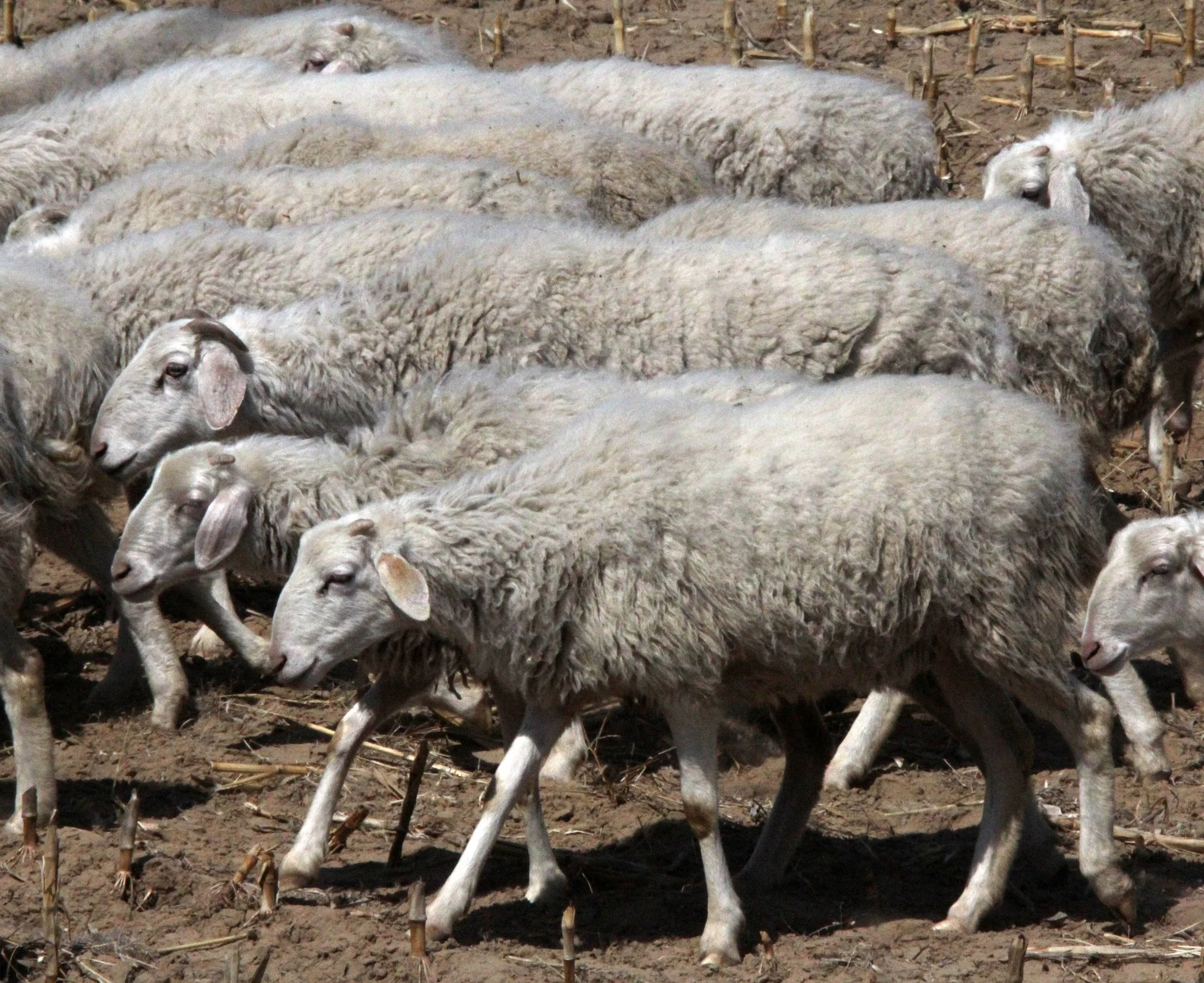 INNER MONGOLIA 2013 (800).JPG