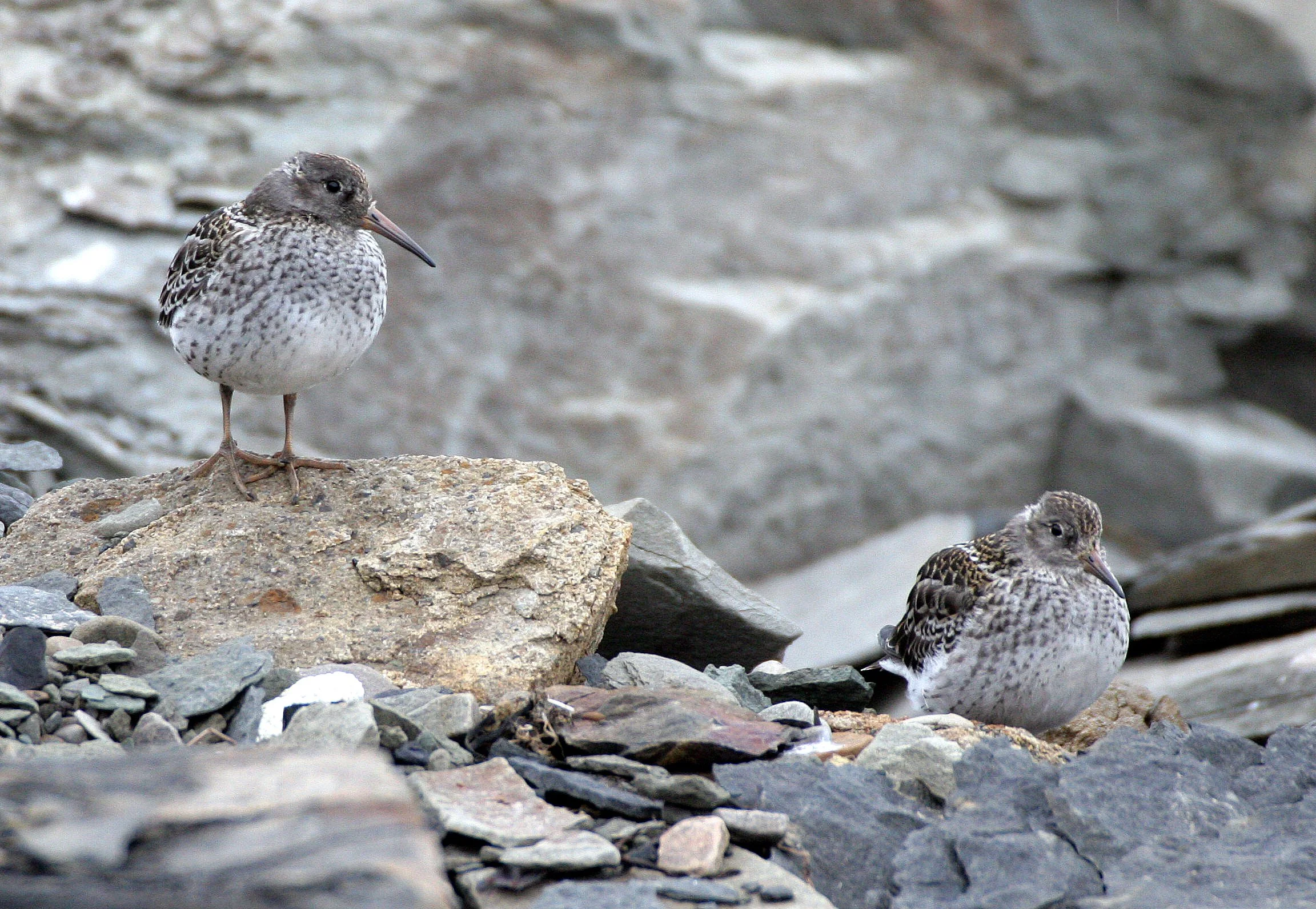BIRD - TERN - ARCTIC TERN - SVALBARD (11).jpg