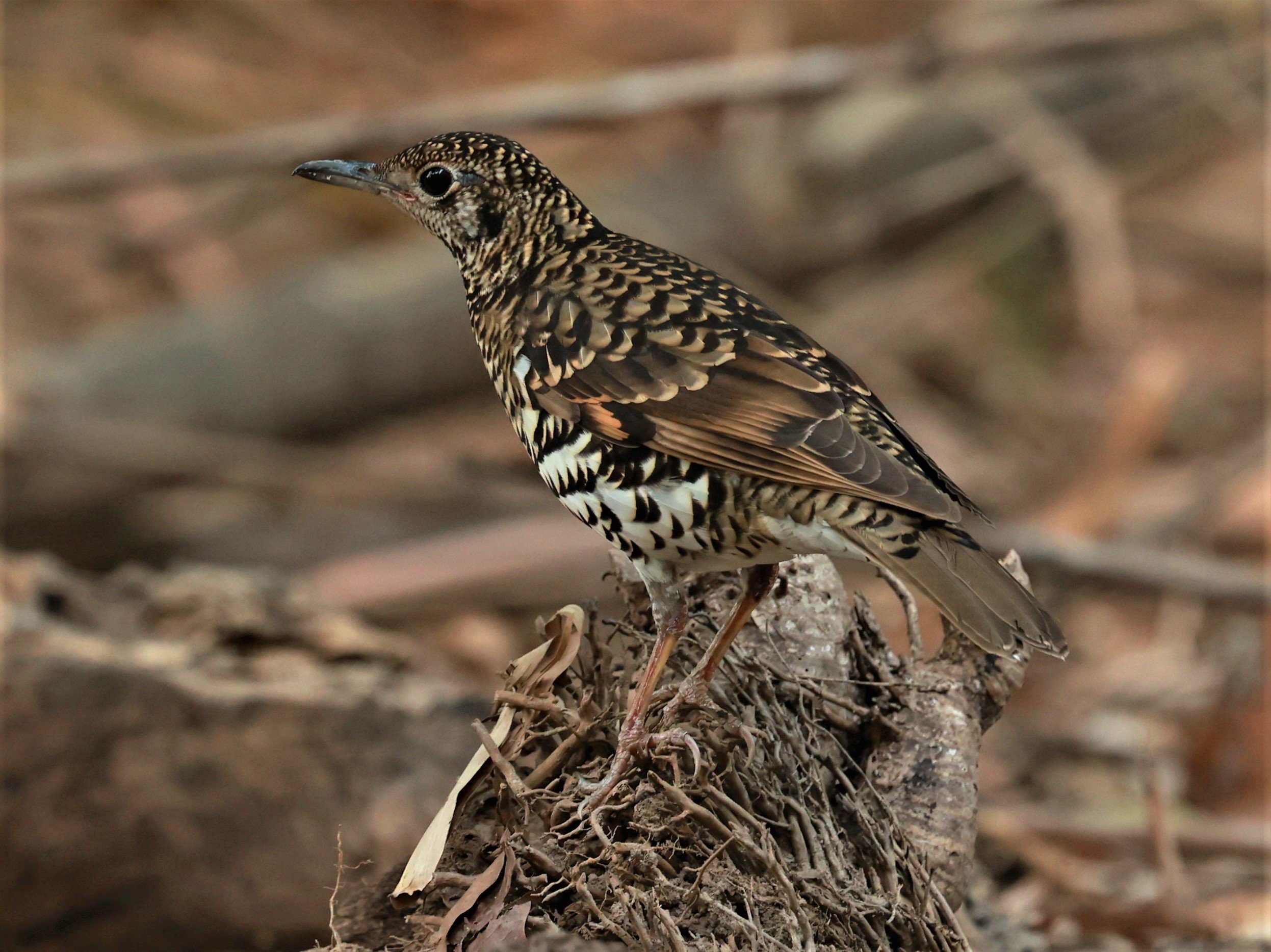 White's Thrush (Zoothera aurea) Putthamonthon Park Nakhon Pathom Thailand (81).jpg