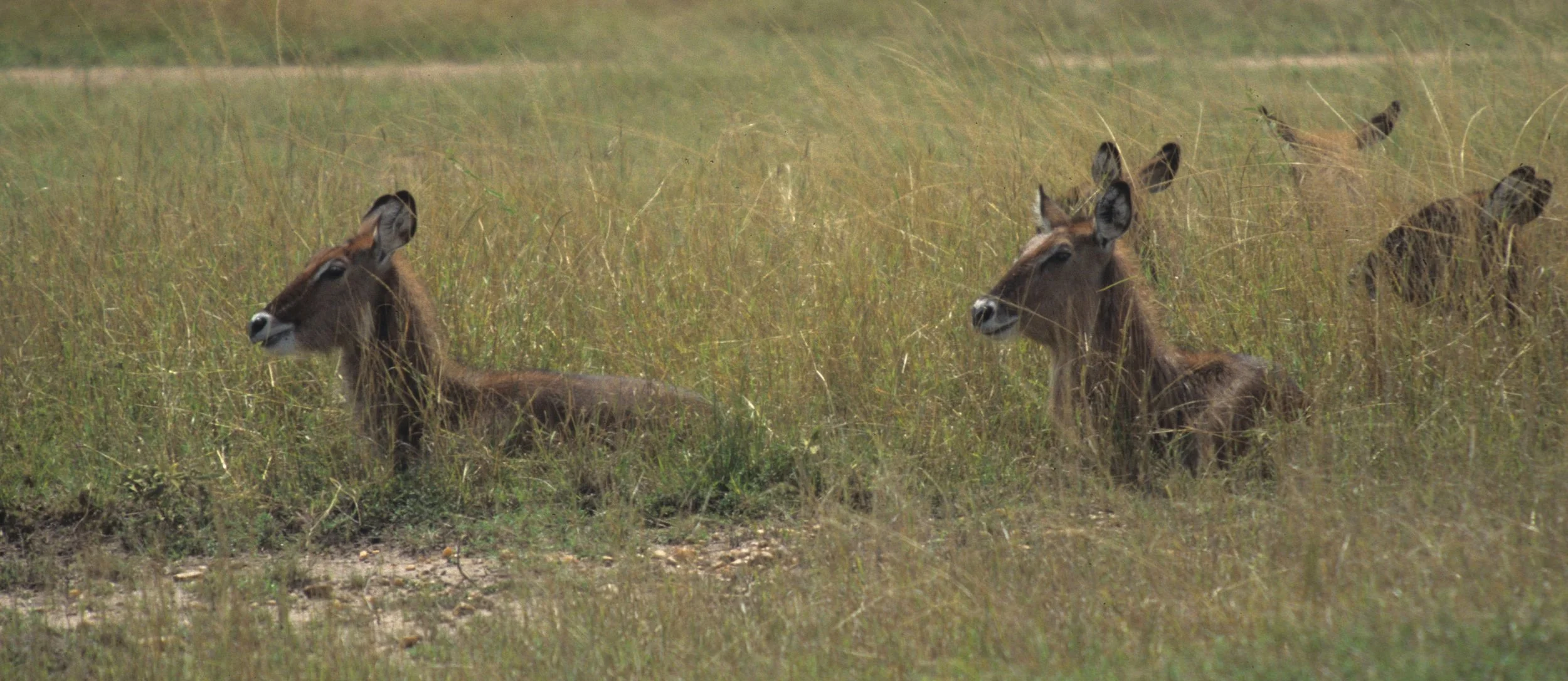 BOVID - WATERBUCK - DEFASSA - SERENGETI (2).jpg