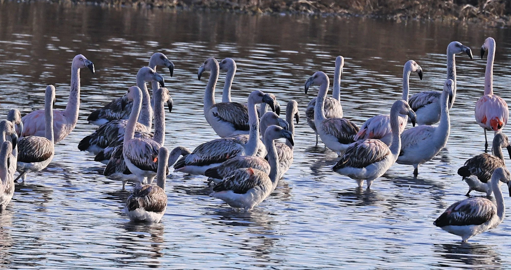 Chilean Flamingo (Phoenicopterus chilensis) Lagunas del Ornitólogo, Trelew Argentina (13).jpg
