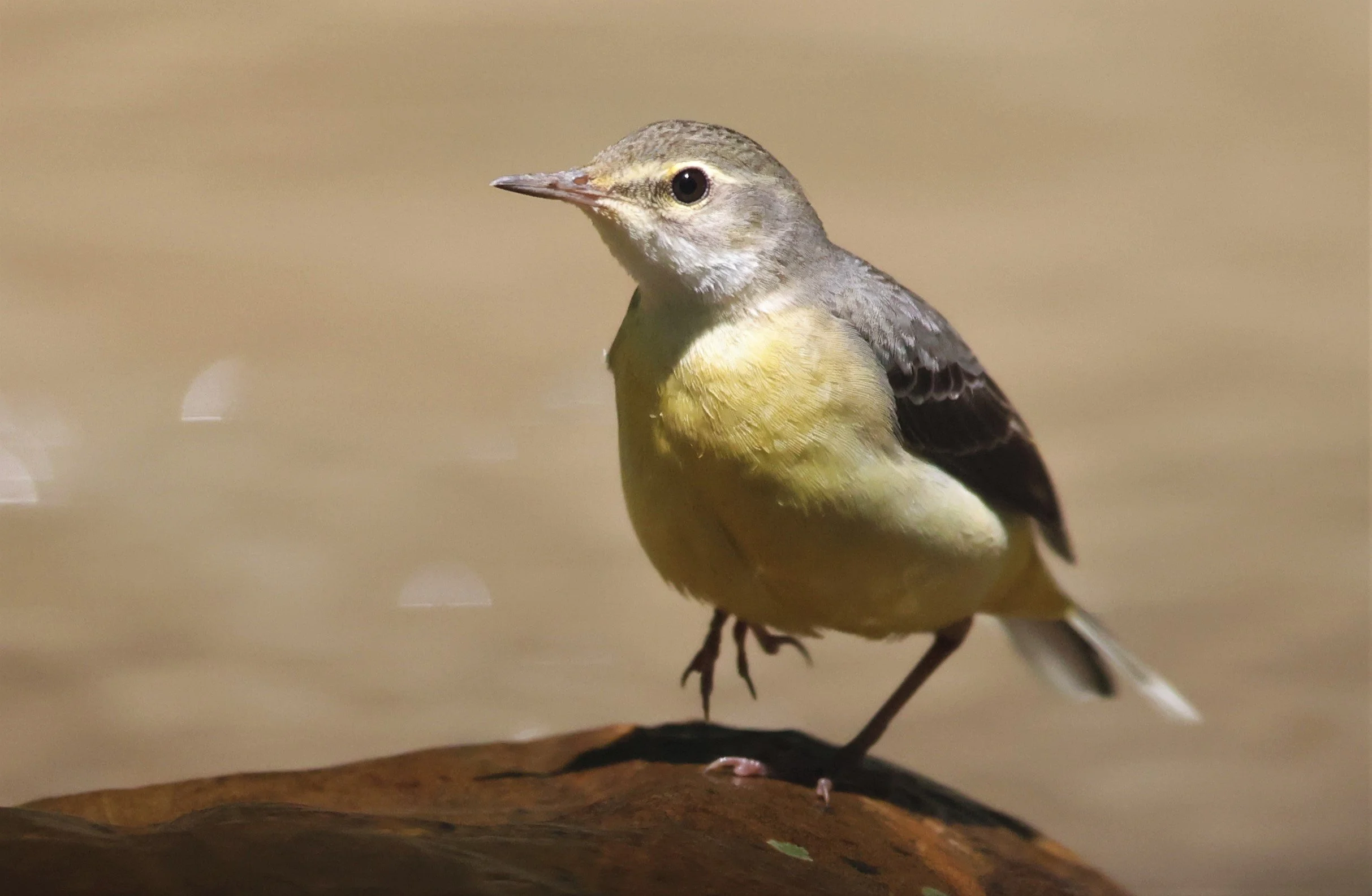 GREY WAGTAIL - Motacilla cinerea - KAENG KRACHAN NP 26 OCT 2021 (83).jpg