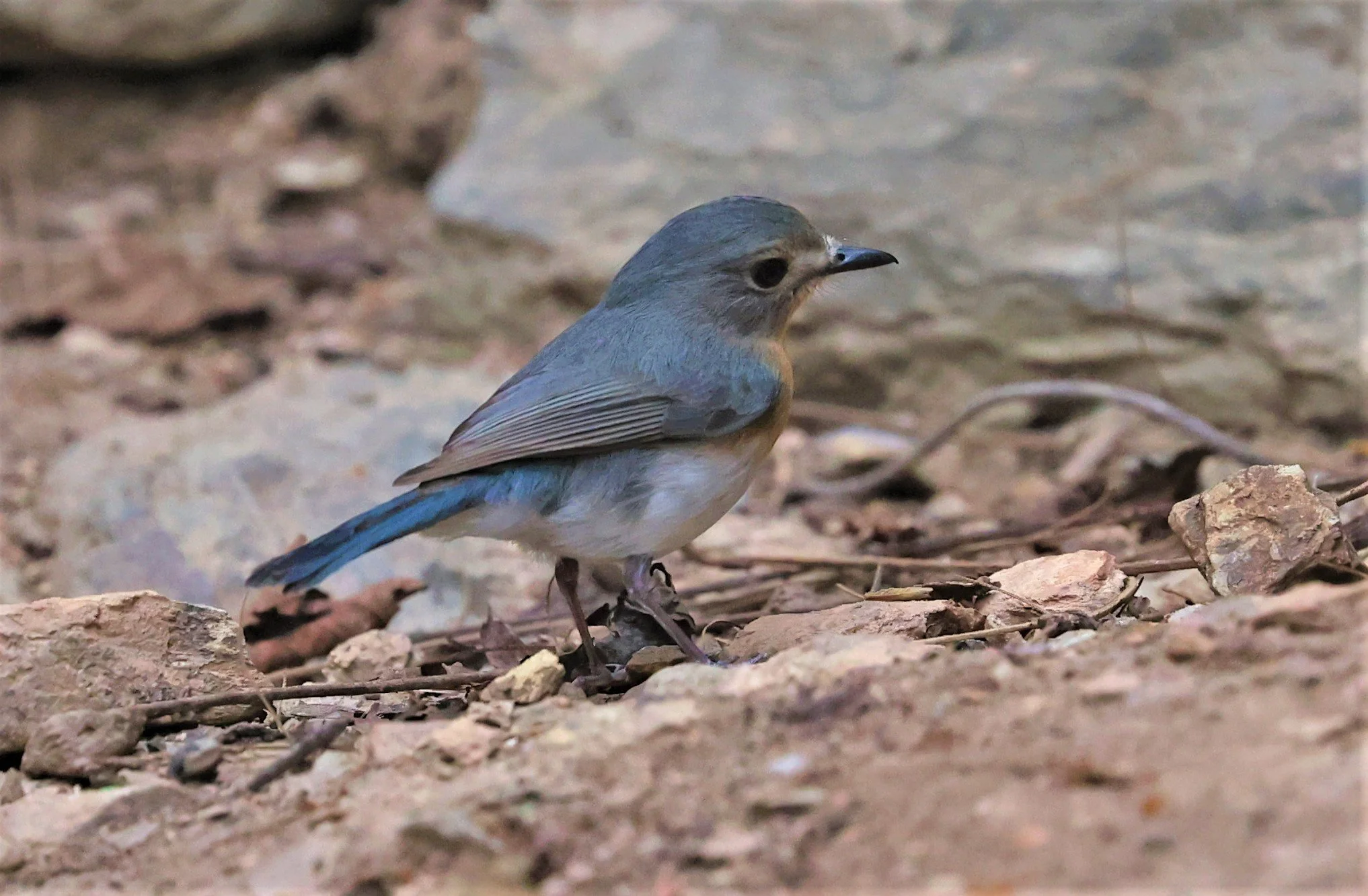 FLYCATCHER - INDOCHINESE BLUE-FLYCATCHER - Cyornis sumatrensis - SRI SATCHANALAI NP MANAO WATERHOLE MAY 1 2022 (73).jpg