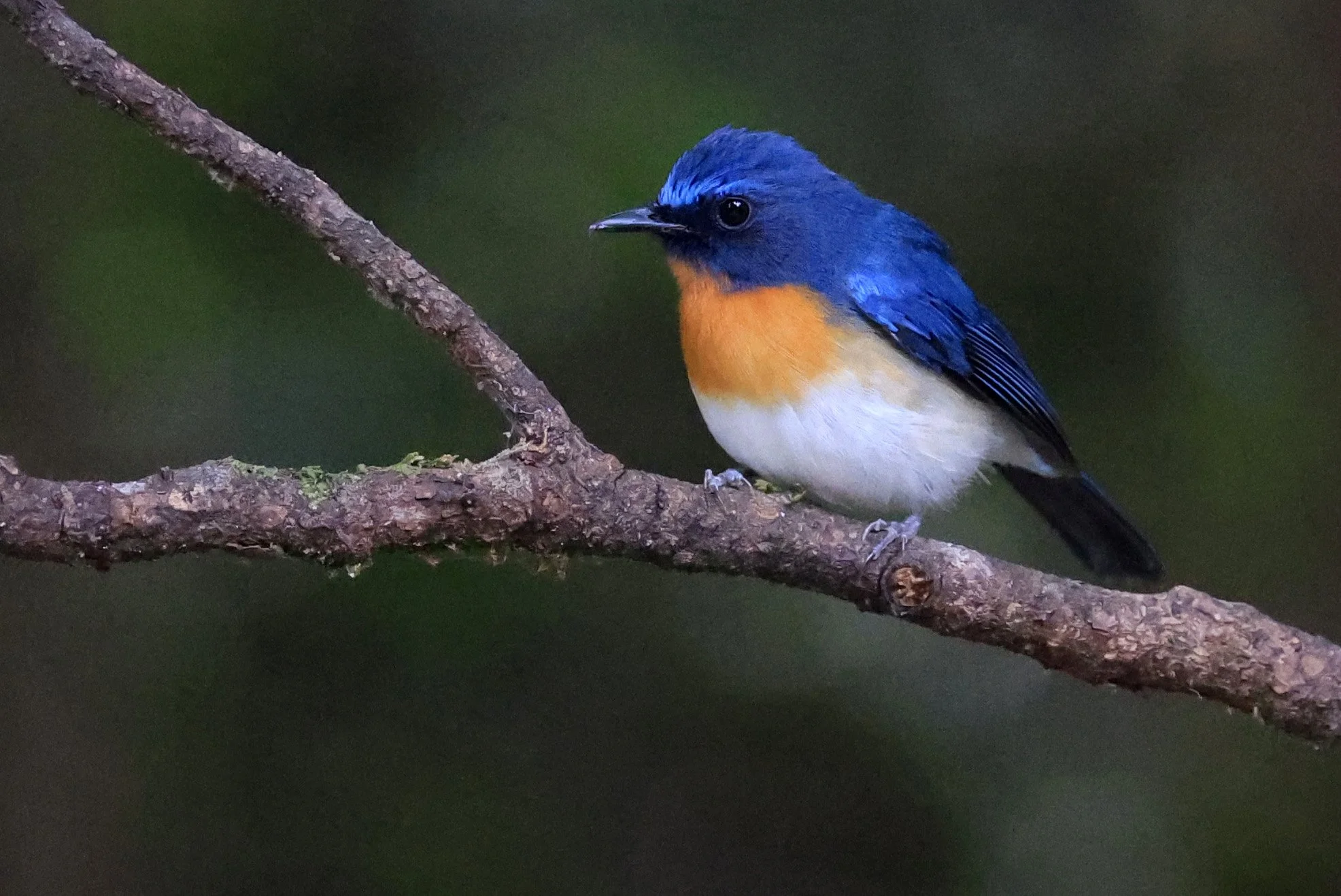 Indochinese Blue Flycatcher (Cyornis sumatrensis) Kaeng Krachan National Park ESS Expedition 2026 (5).jpg