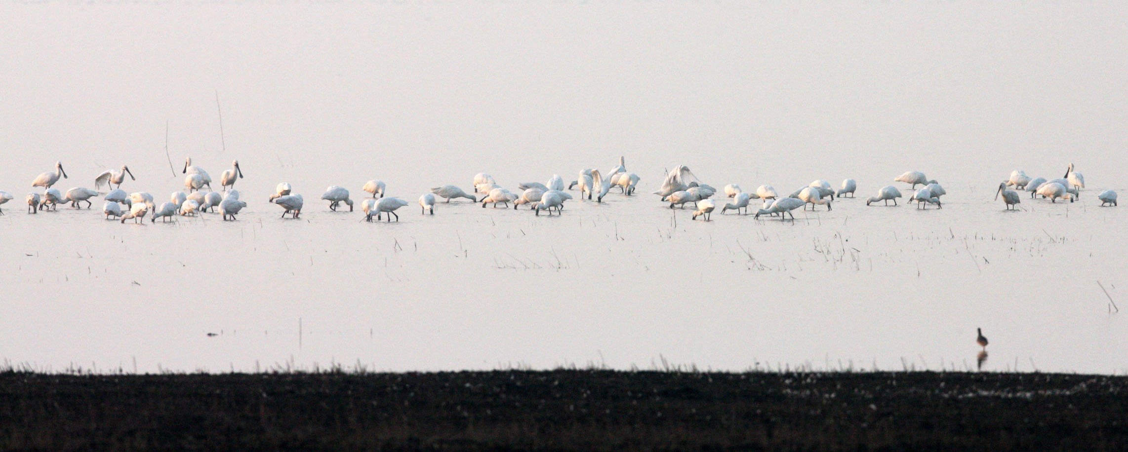 SPOONBILL - EURASIAN SPOONBILL - Platalea leucorodia - NANJI HILL RESERVE POYANG LAKE, JIANGXI PROVINCE, CHINA (55).JPG