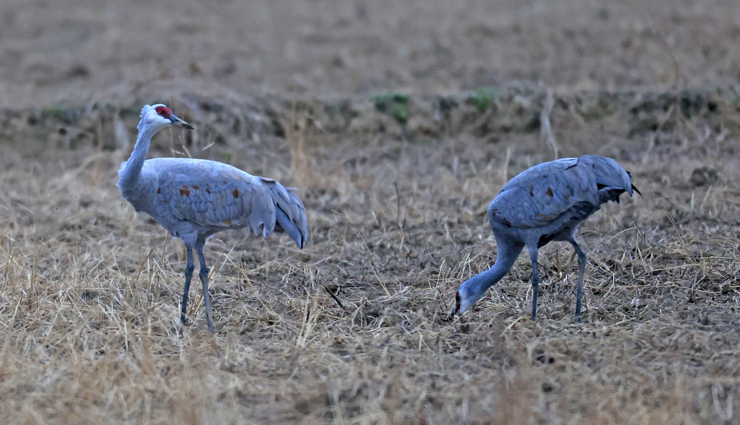 Sandhill Crane (Antigone canadensis) Izumi Crane Park & Center, Izumi Kagoshima Kyushu Japan (4).jpg