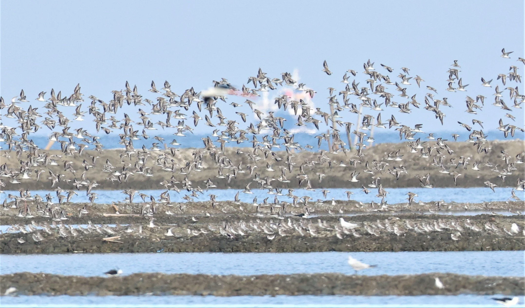 PLOVER - GREATER SAND-PLOVER - Charadrius leschenaultii - LESSER SP, CURLEW, BROADBILL SP PAK THALE OCTOBER 2 (14).jpg