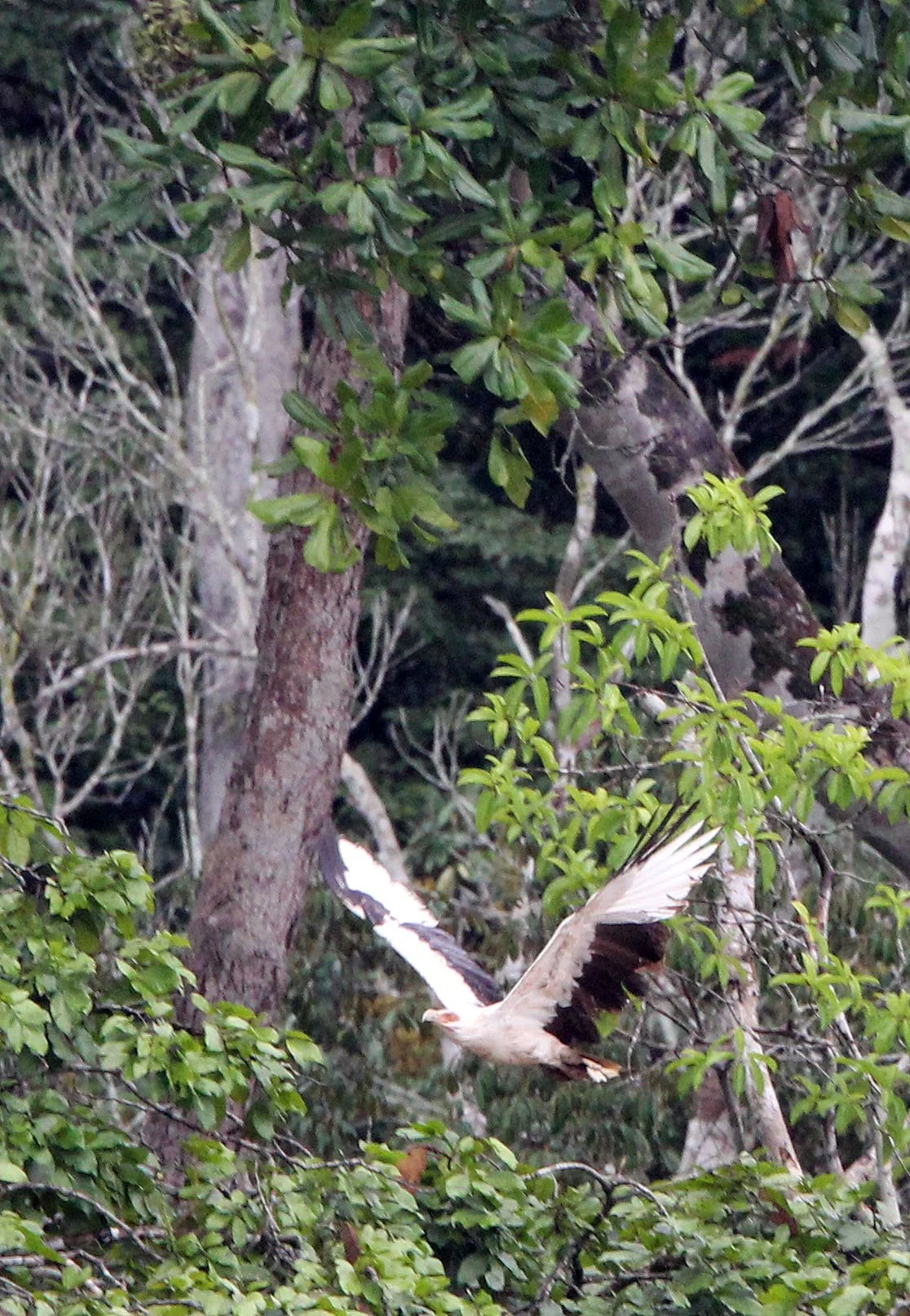 Gypohierax angolensis - PALM NUT VULTURE - DZANGHA NDOKI NATIONAL PARK - CENTRAL AFRICAN REPUBLIC (12).JPG