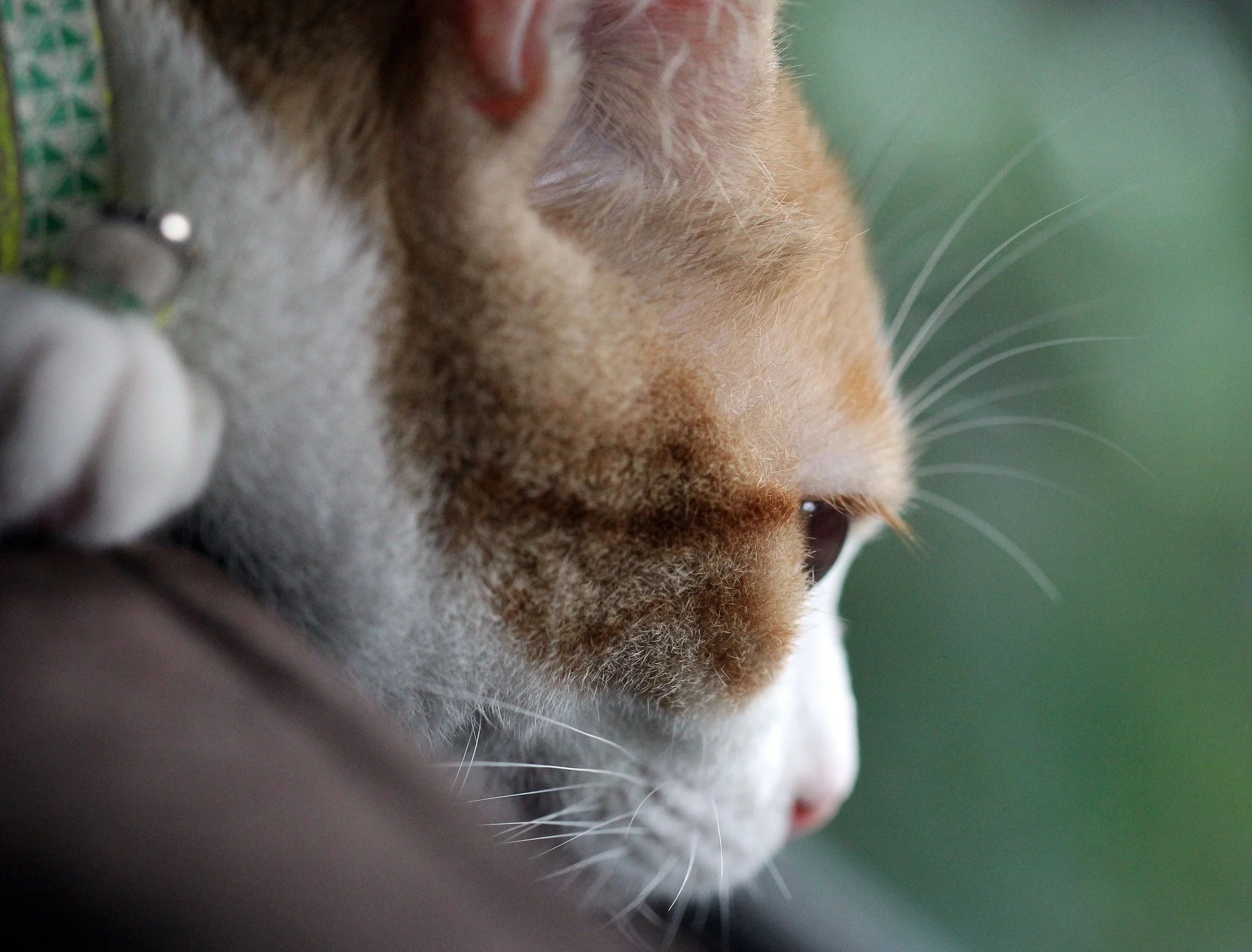 2015 Koh Lanta October Break Trip  (353).JPG