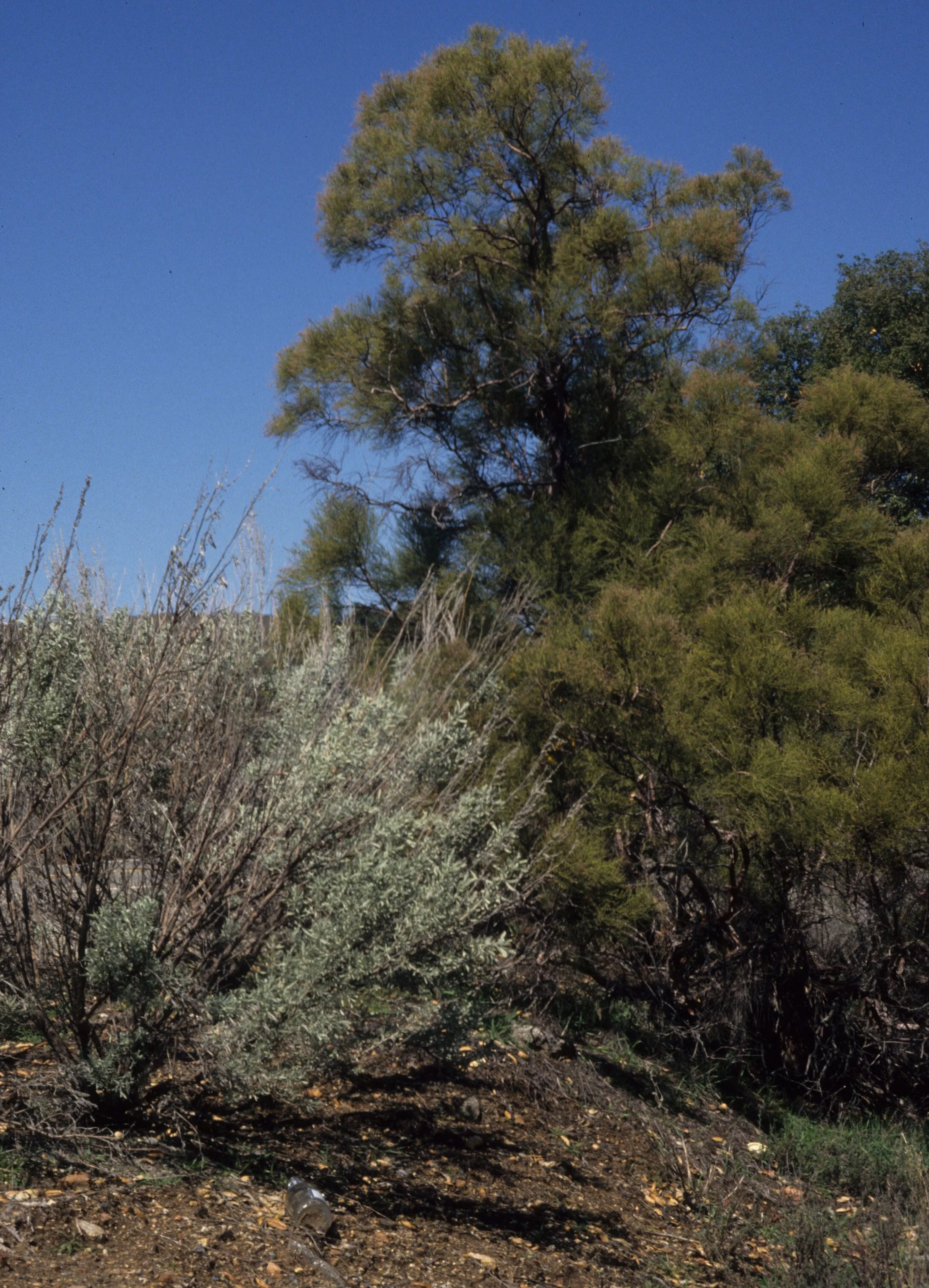 GREAT BASIN NP - TREE SPECIES.jpg