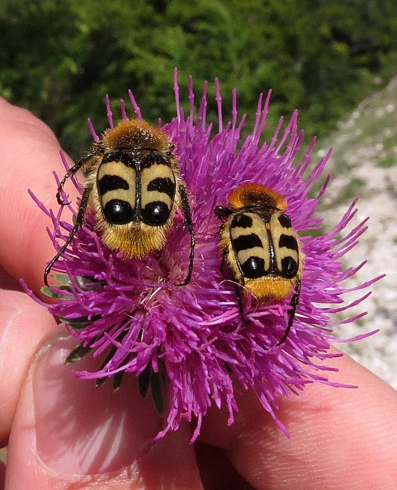 Trichius gallicus - Vercor National Park, Southern France (8).JPG