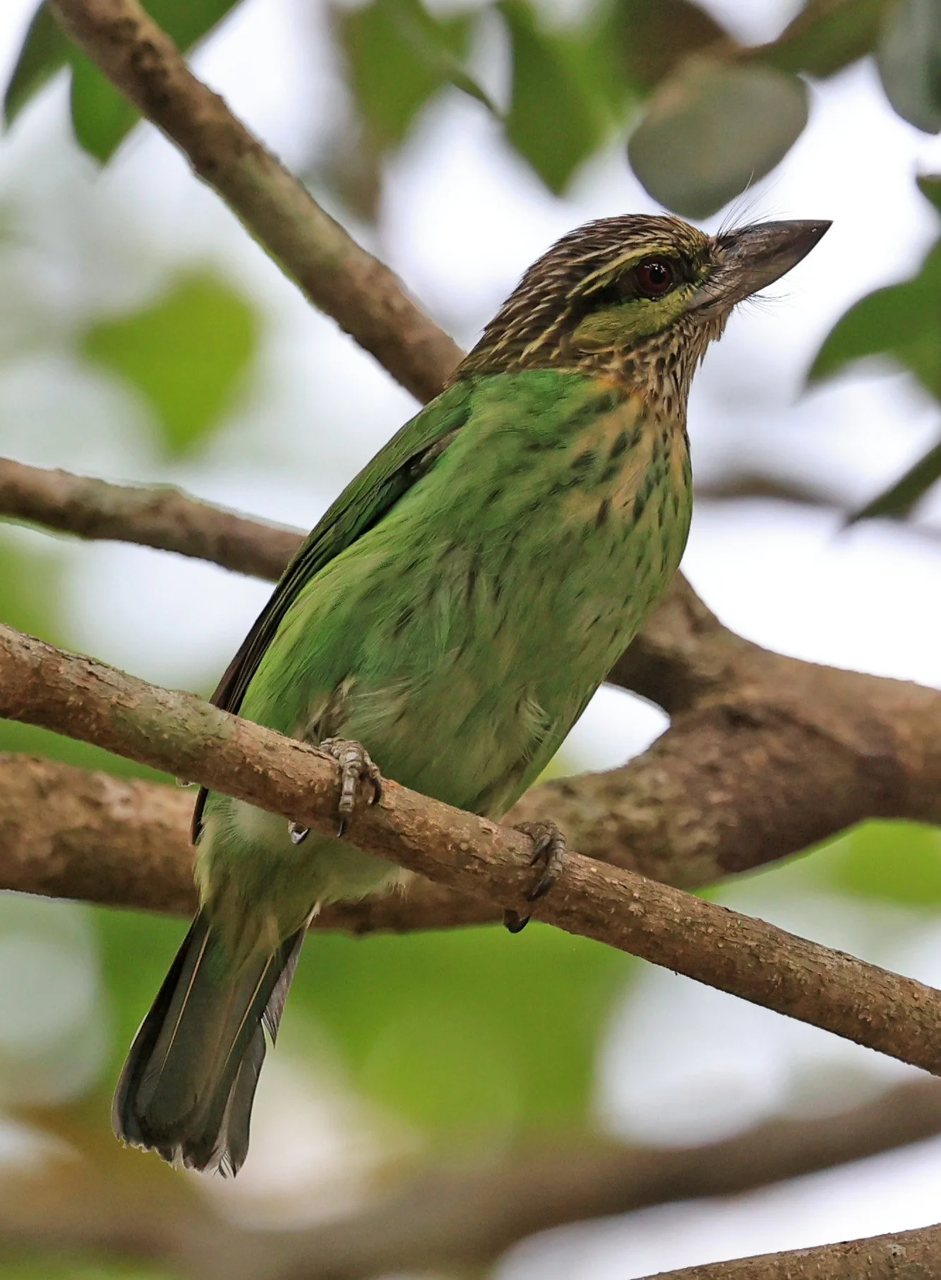 Green-eared Barbet (Psilopogon faiostrictus) Khao Yai National Park Feb 2026