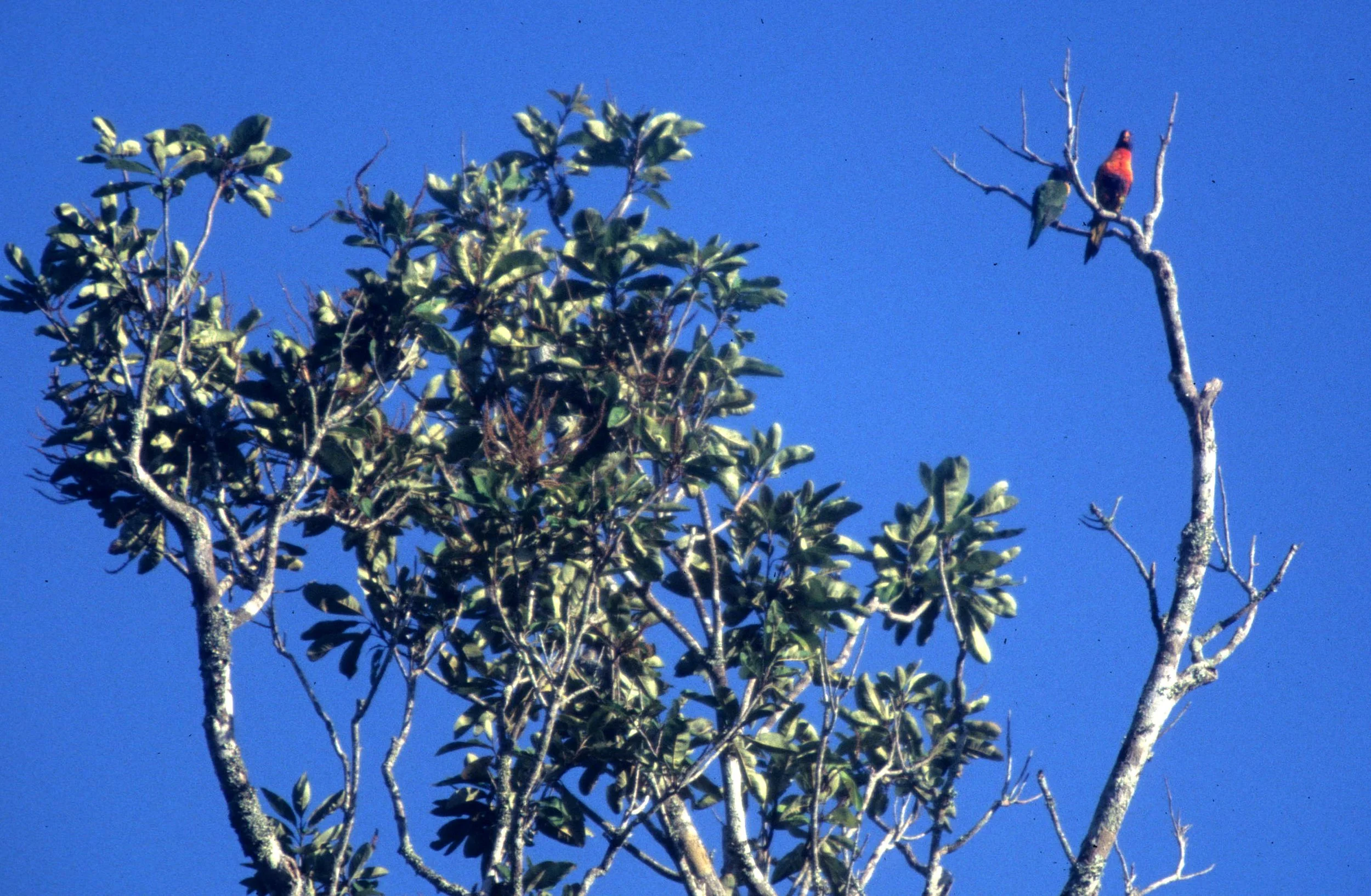 BIRD - PARROT - LORIKEET - RAINBOW LORIKEET - DAINTREE RAINFOREST AUSTRALIA C.jpg
